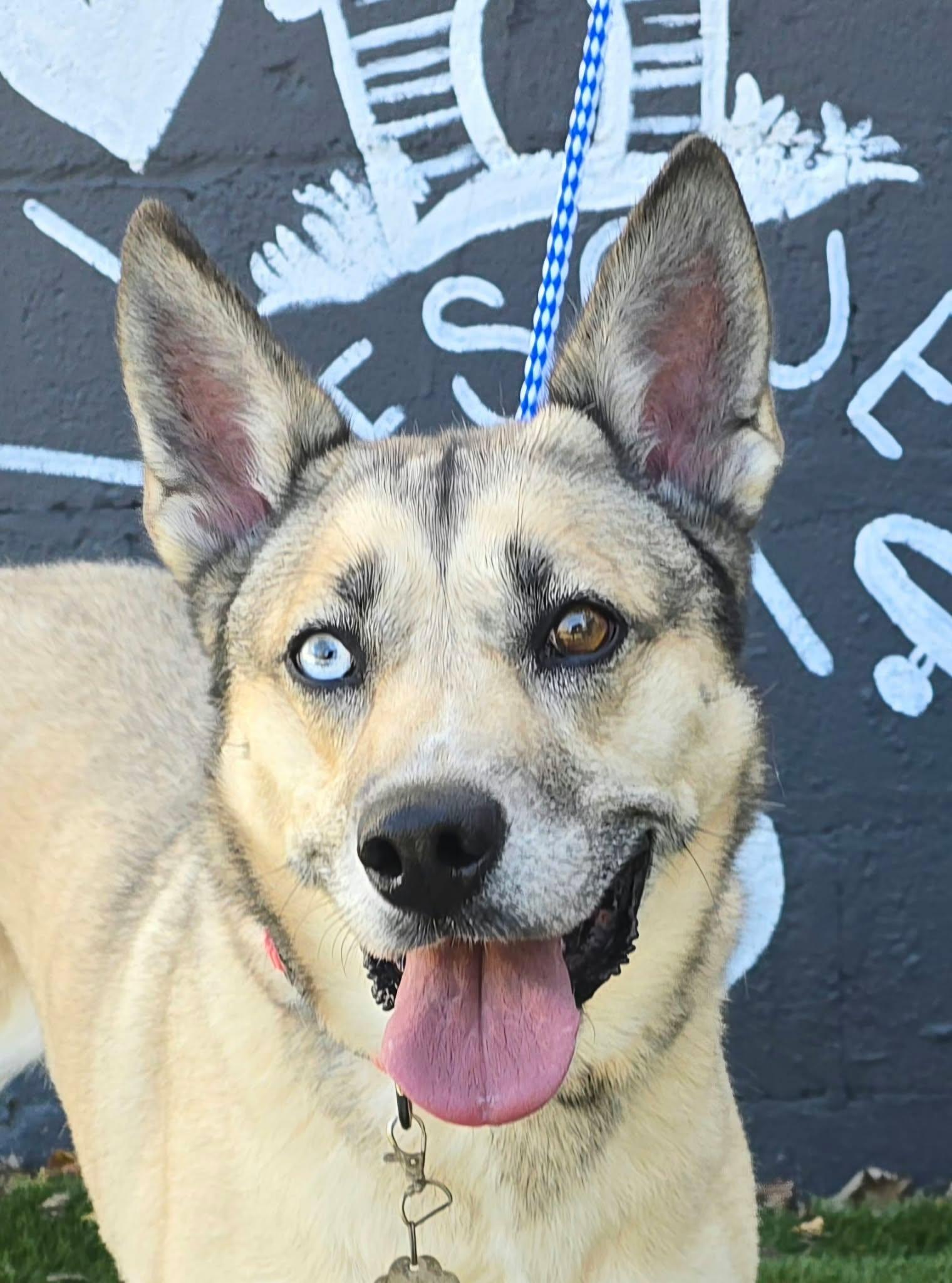 Enlarge Sky, a Adoptable mixed breed in Newport, TN image 3/5