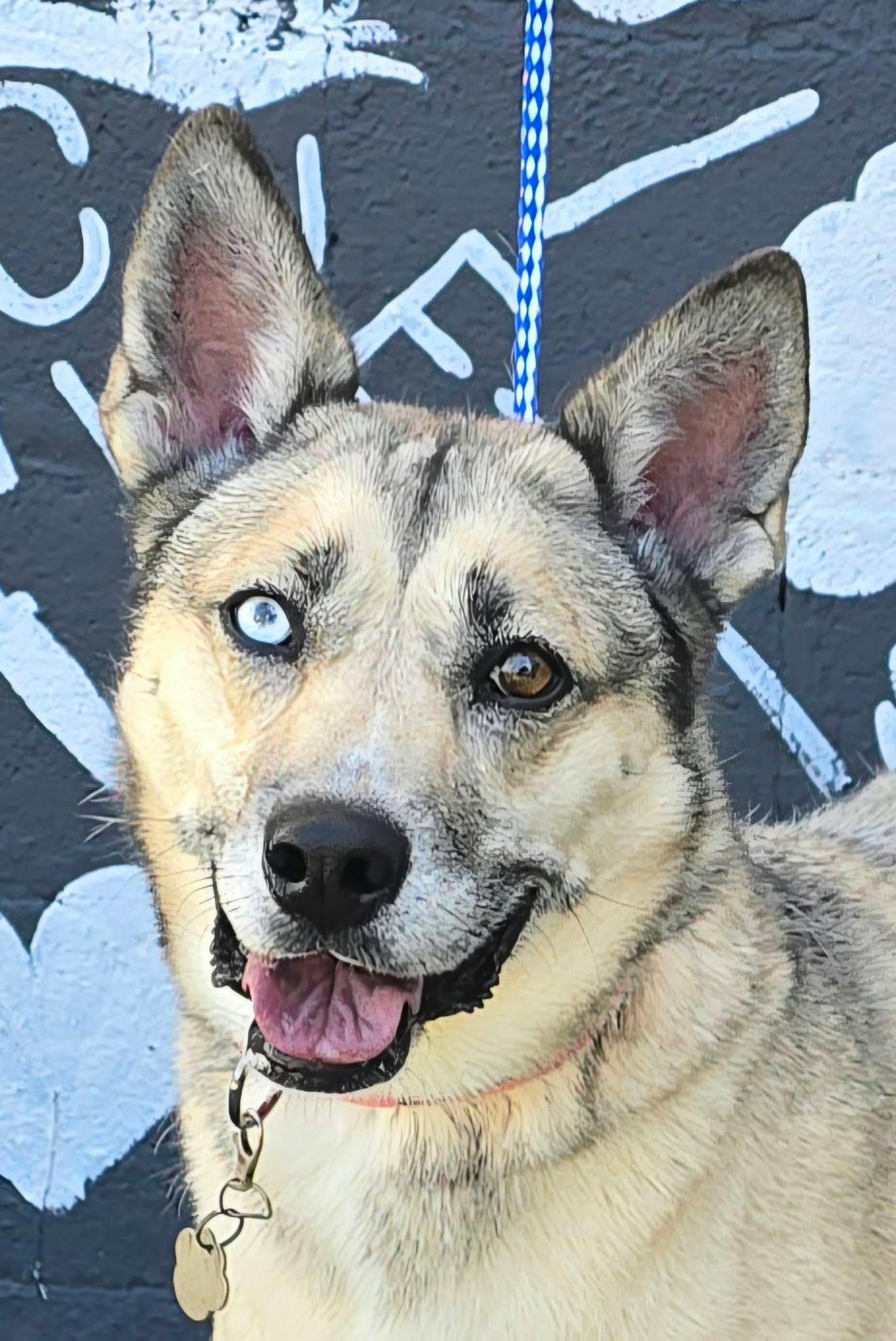 Enlarge Sky, a Adoptable mixed breed in Newport, TN image 5/5