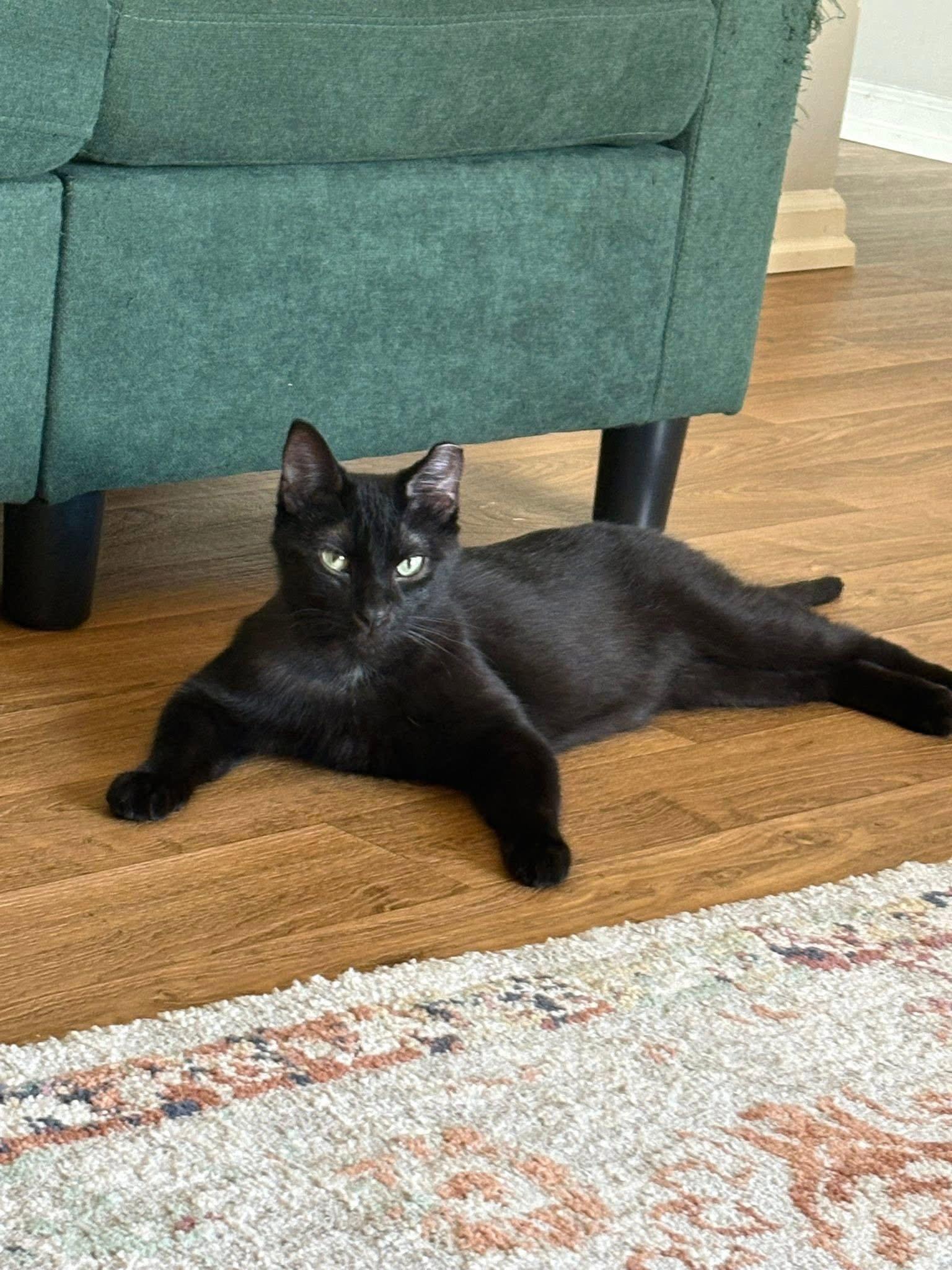 Batman - SP, a Adopted Domestic Short Hair in Champaign, IL image 1/3