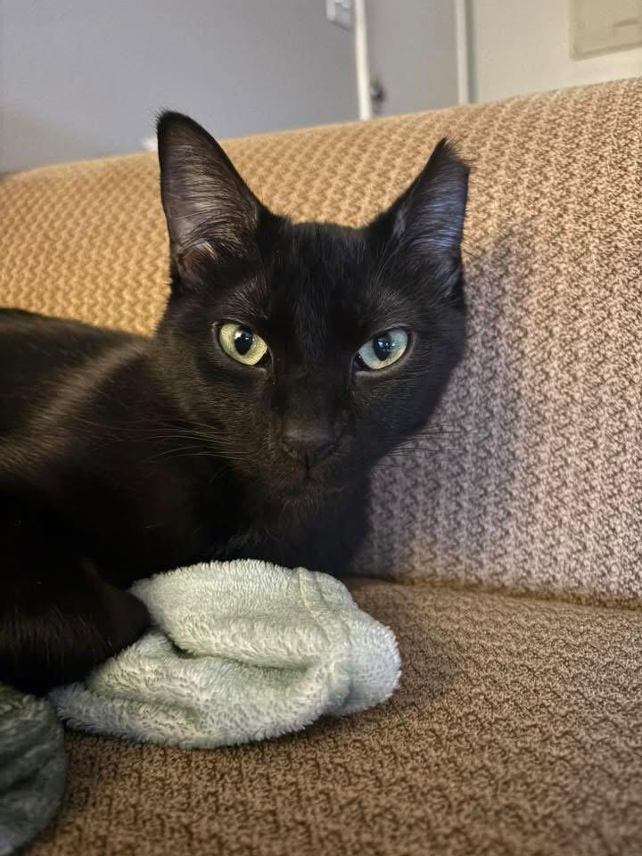 Batman - SP, a Adopted Domestic Short Hair in Champaign, IL image 2/3