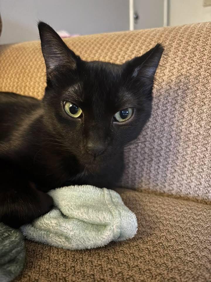 Batman - SP, a Adopted Domestic Short Hair in Champaign, IL image 3/3