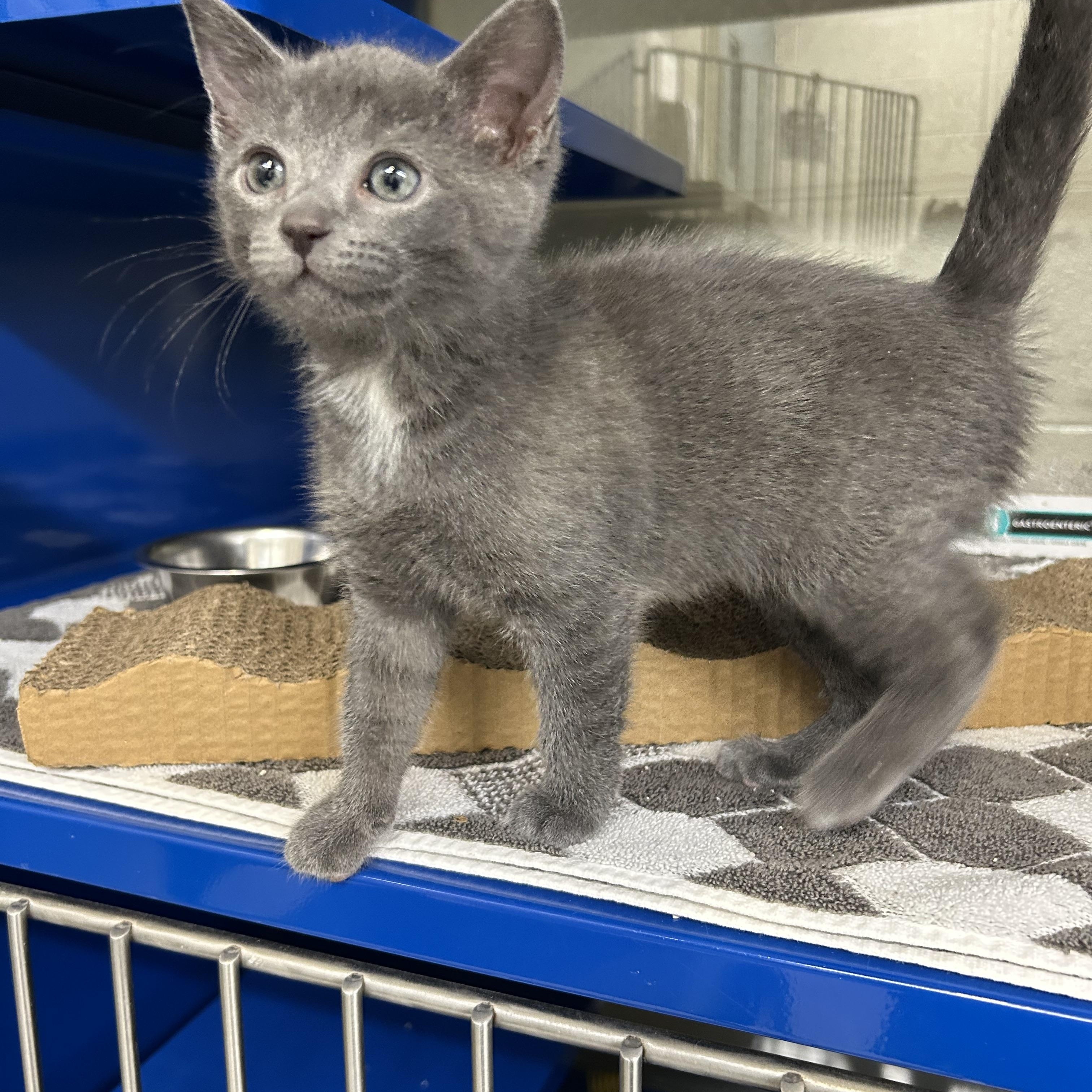 Enlarge Phoebe, an adopted Domestic Short Hair in Caledon, ON image 3/5