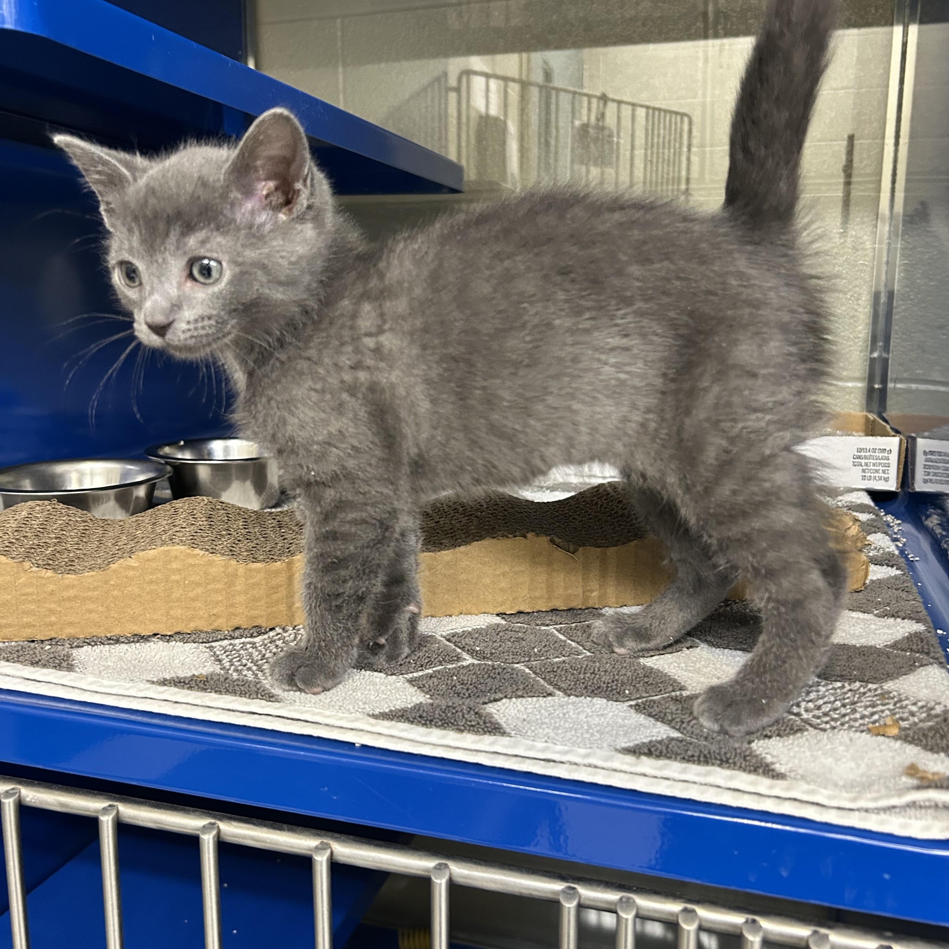Enlarge Phoebe, an adopted Domestic Short Hair in Caledon, ON image 2/5
