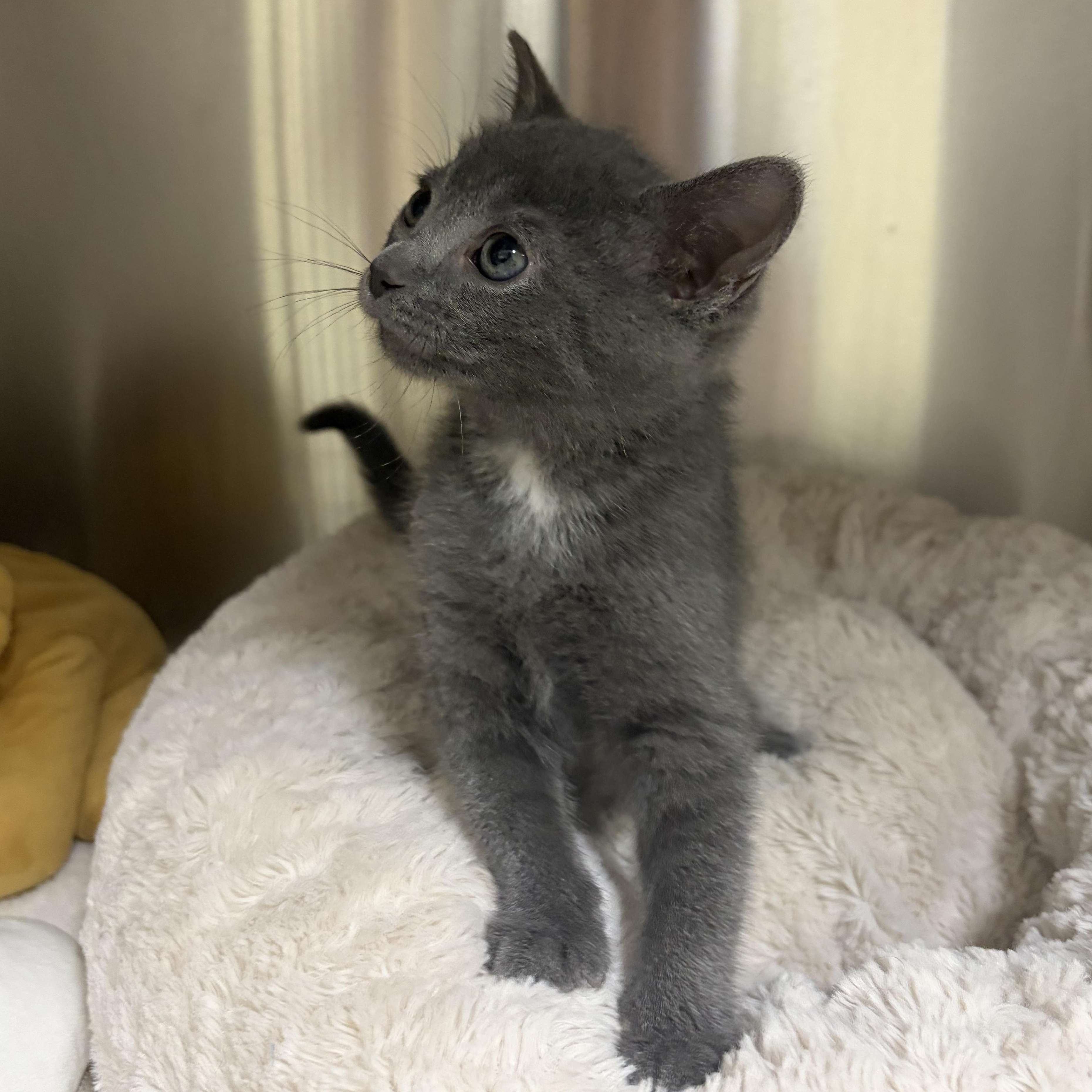 Enlarge Phoebe, an adopted Domestic Short Hair in Caledon, ON image 4/5