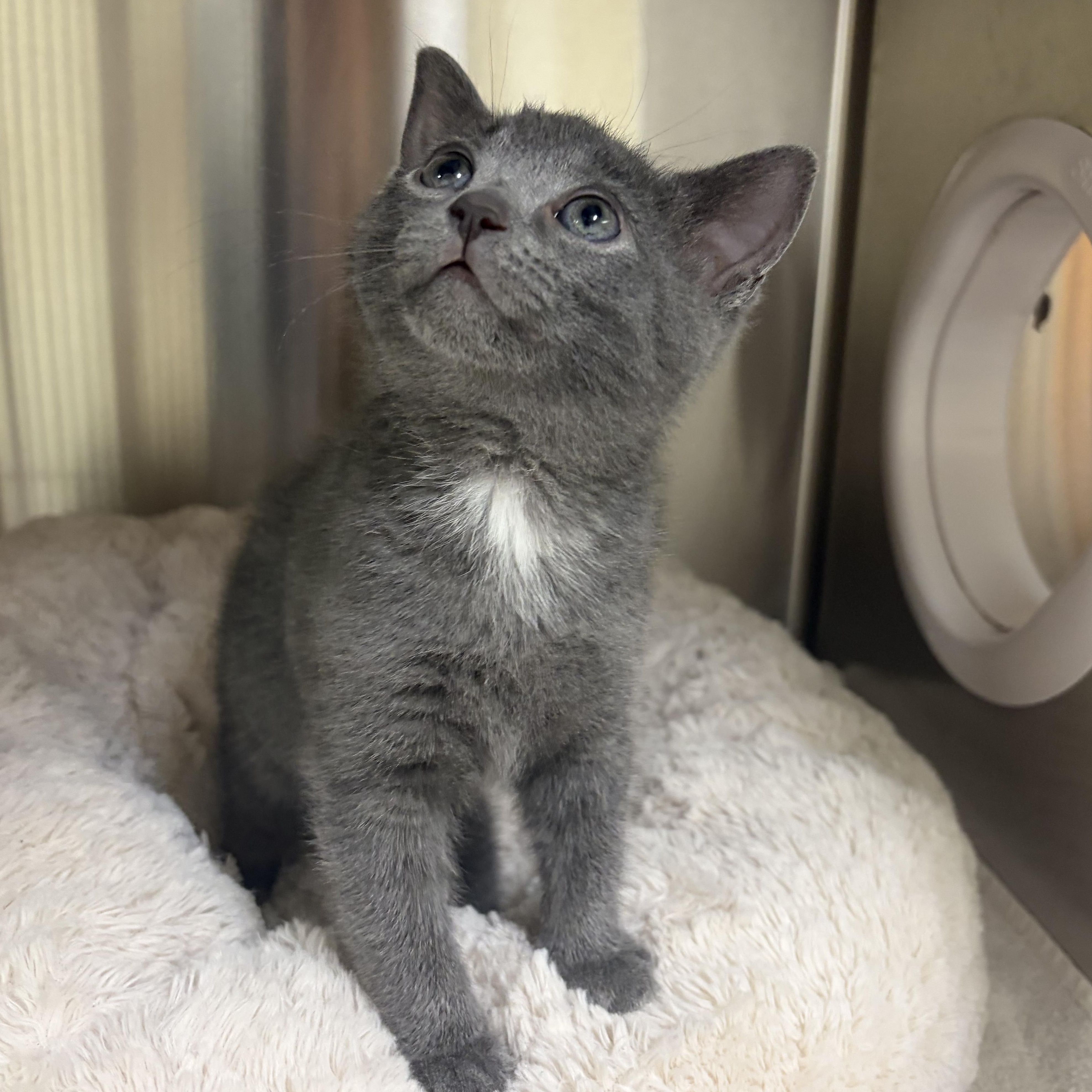 Enlarge Phoebe, an adopted Domestic Short Hair in Caledon, ON image 1/5