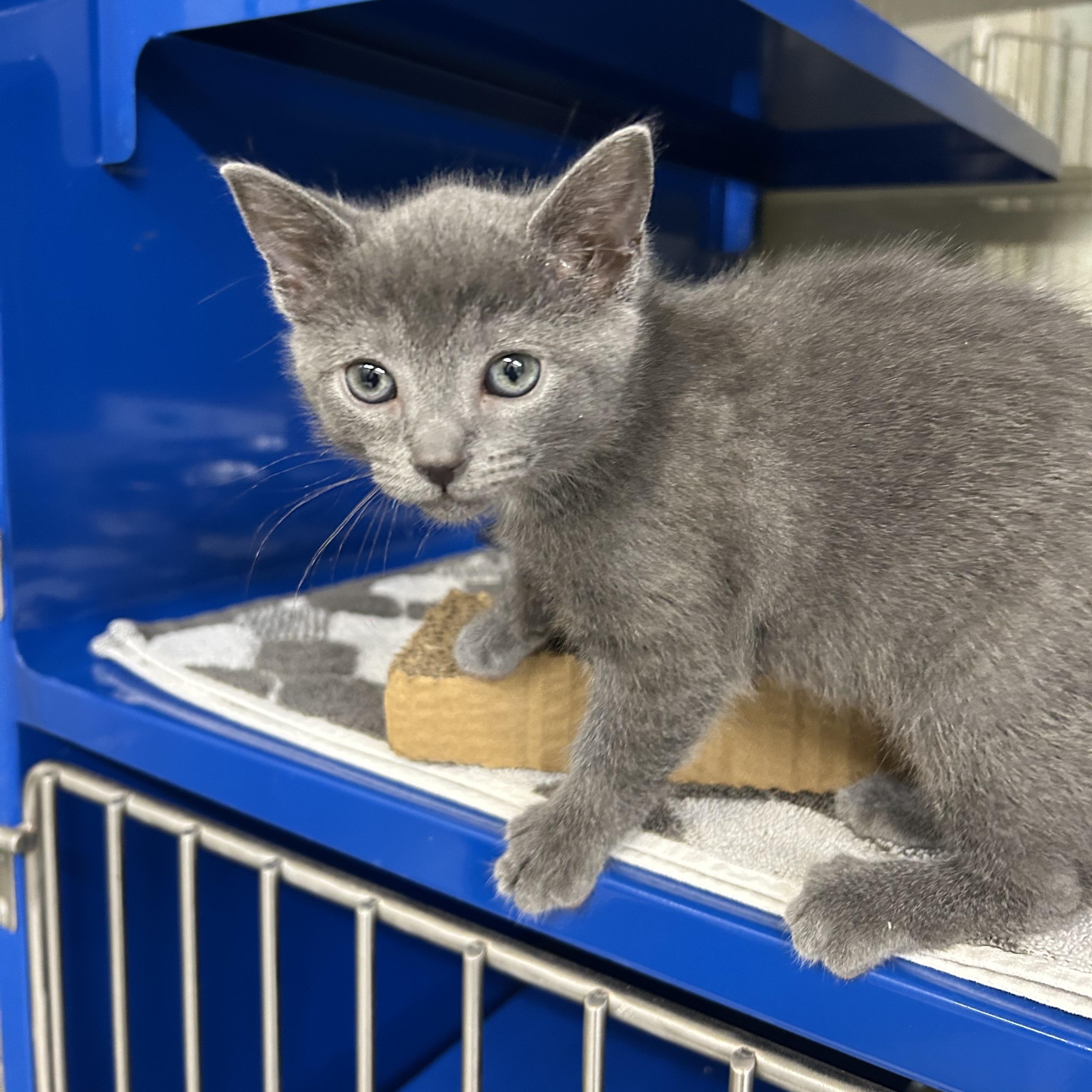 Enlarge Phoebe, an adopted Domestic Short Hair in Caledon, ON image 5/5