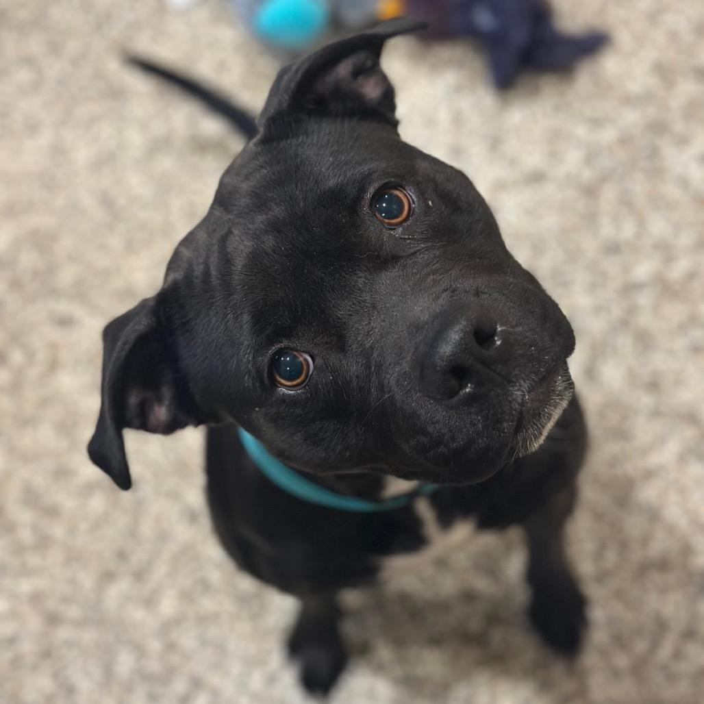 Tinsel, a Adoptable Staffordshire Bull Terrier in Tipton, IN image 1/6
