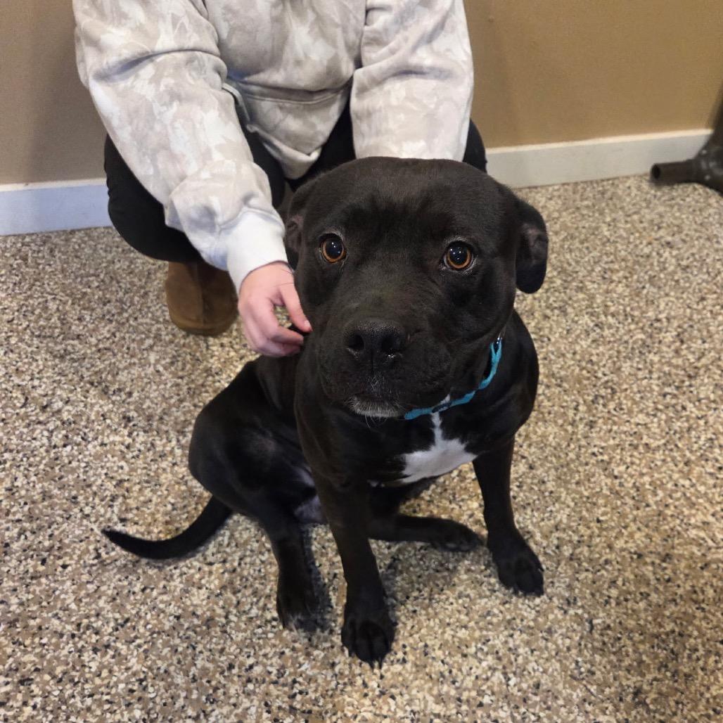 Tinsel, a Adoptable Staffordshire Bull Terrier in Tipton, IN image 2/6