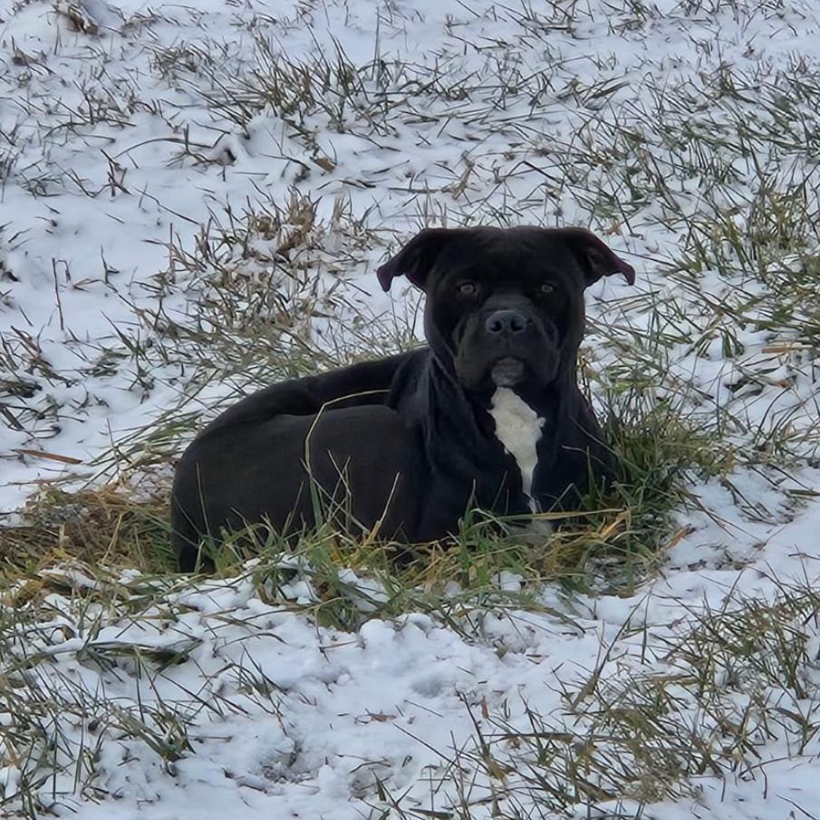 Tinsel, a Adoptable Staffordshire Bull Terrier in Tipton, IN image 3/6