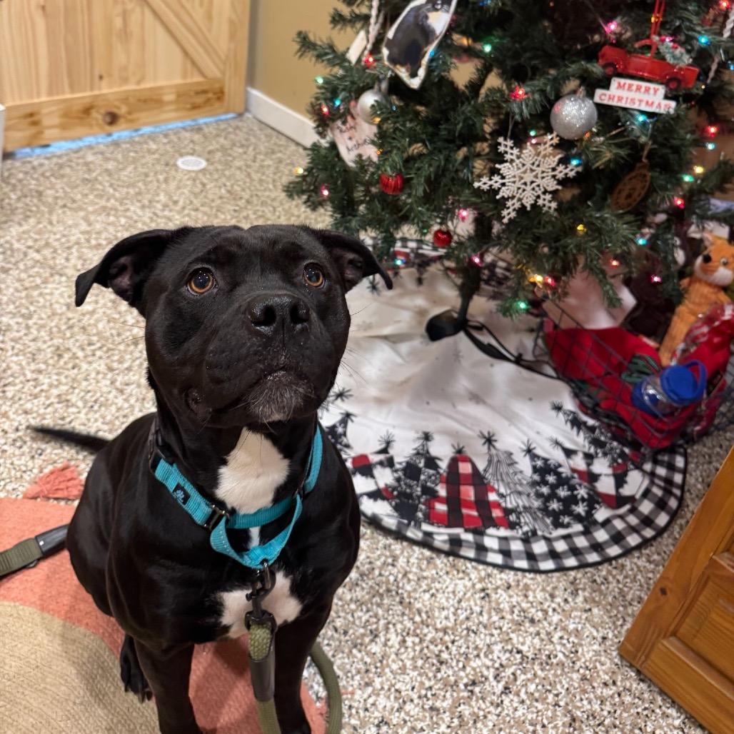 Tinsel, a Adoptable Staffordshire Bull Terrier in Tipton, IN image 4/6