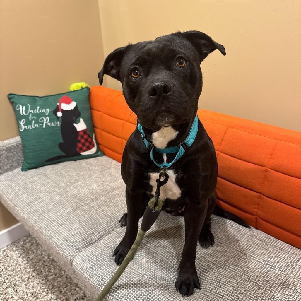 Tinsel, a Adoptable Staffordshire Bull Terrier in Tipton, IN image 5/6