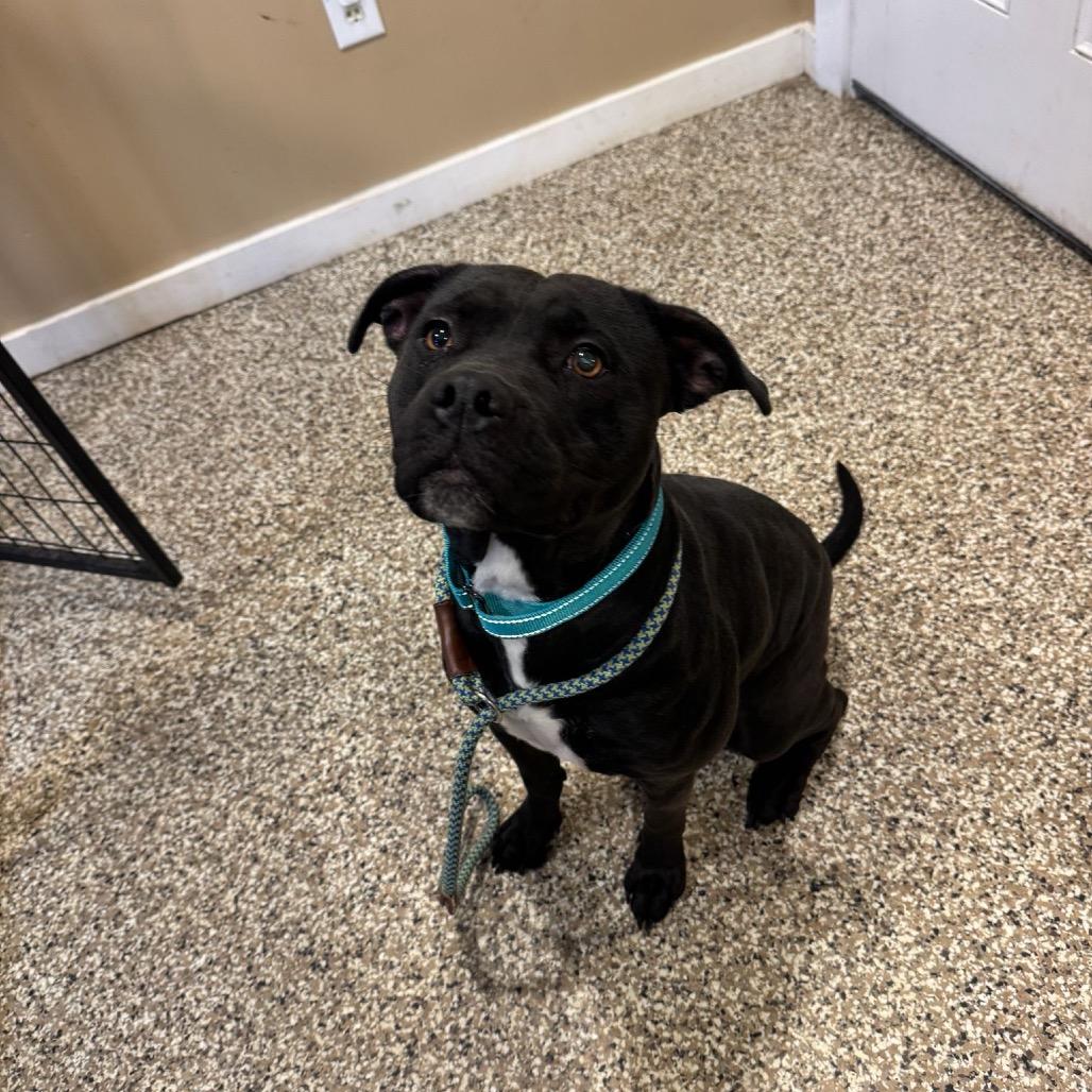 Tinsel, a Adoptable Staffordshire Bull Terrier in Tipton, IN image 6/6