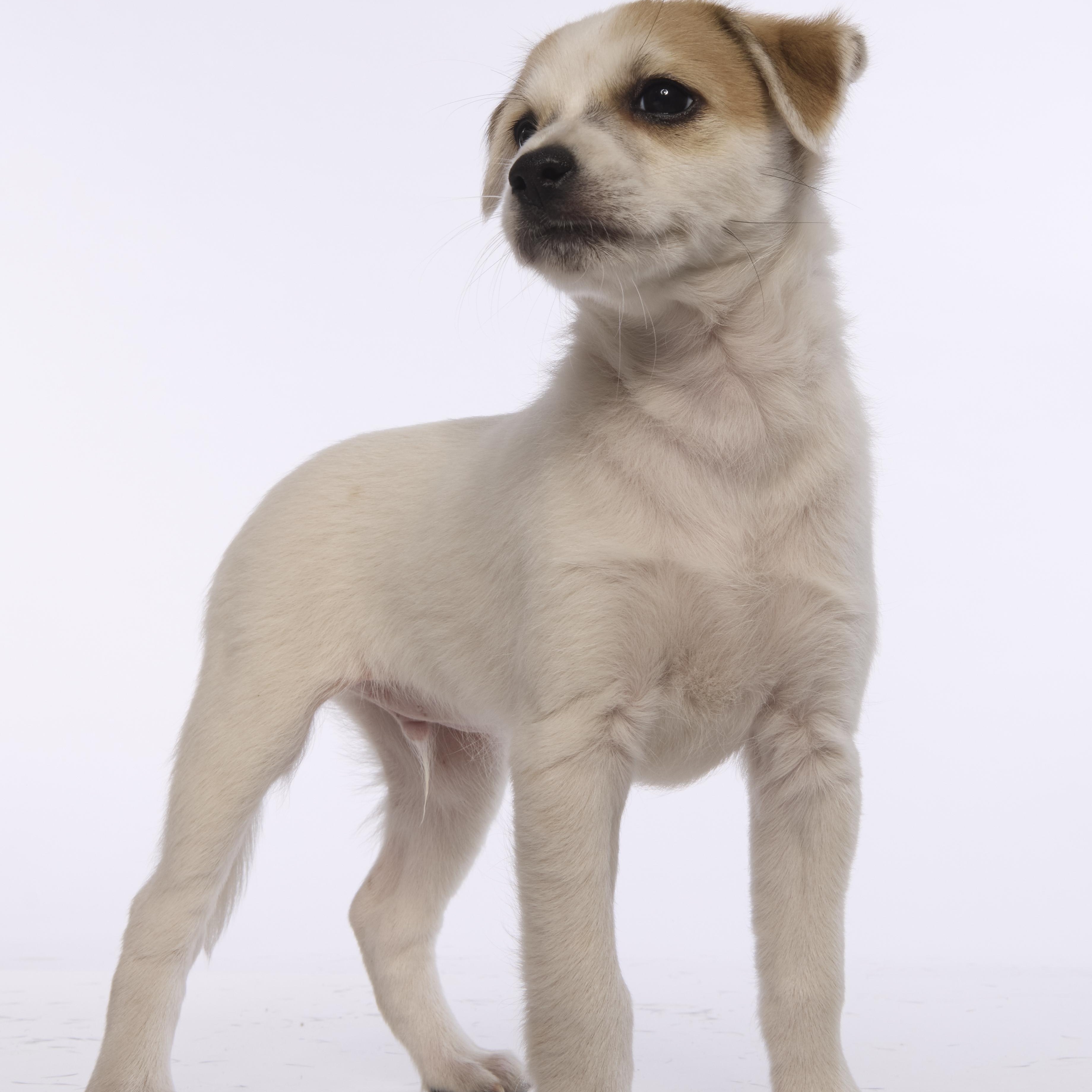 Enlarge Woody, a Adoptable mixed breed in Torrance, CA image 2/6