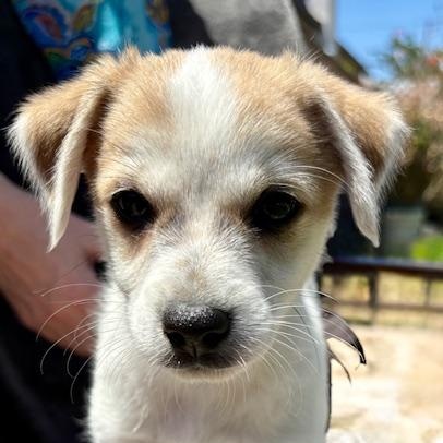 Enlarge Woody, a Adoptable mixed breed in Torrance, CA image 6/6