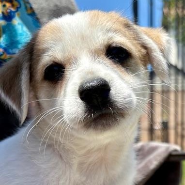 Enlarge Woody, a Adoptable mixed breed in Torrance, CA image 4/6