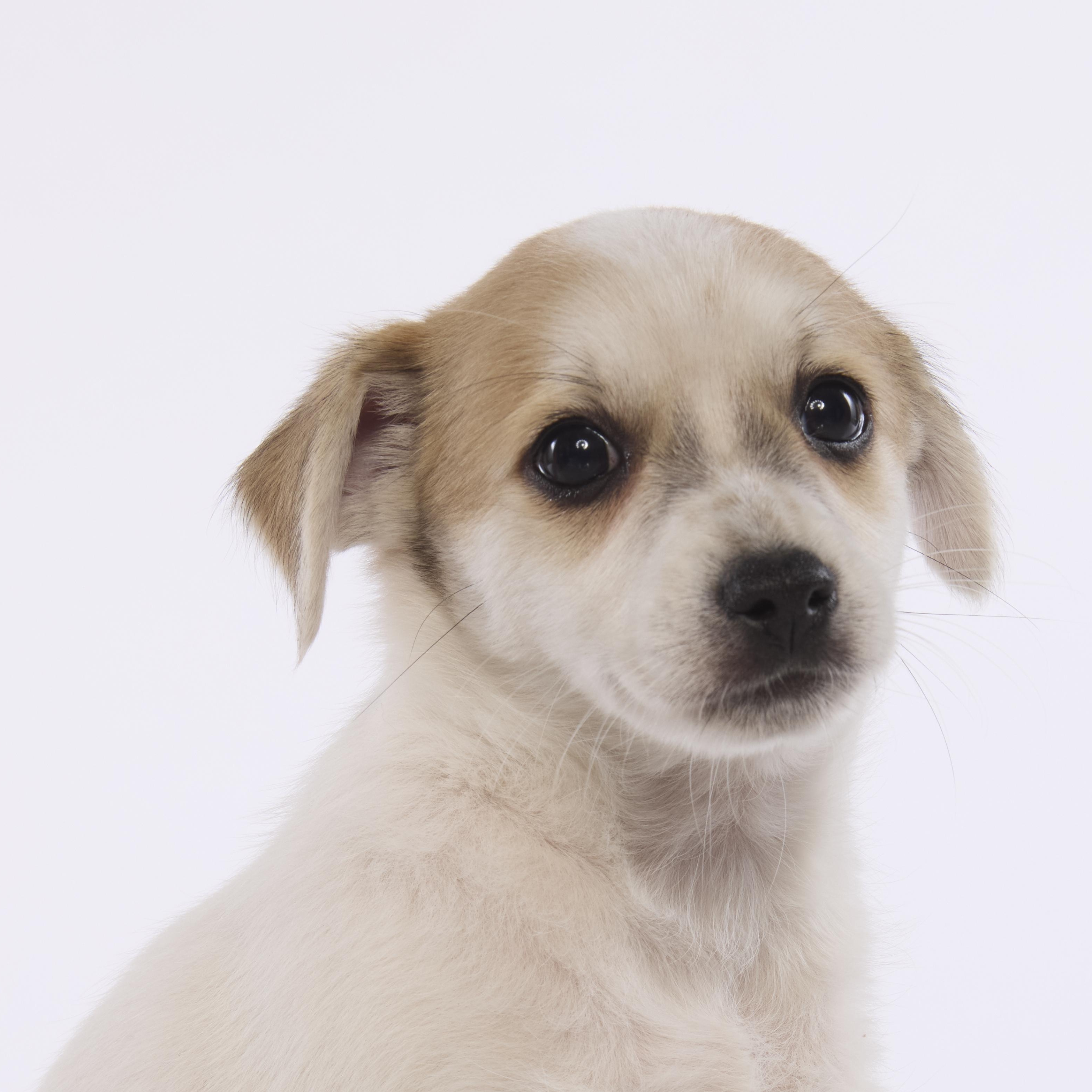 Woody, Adoptable, Puppy Male Chihuahua & Terrier.