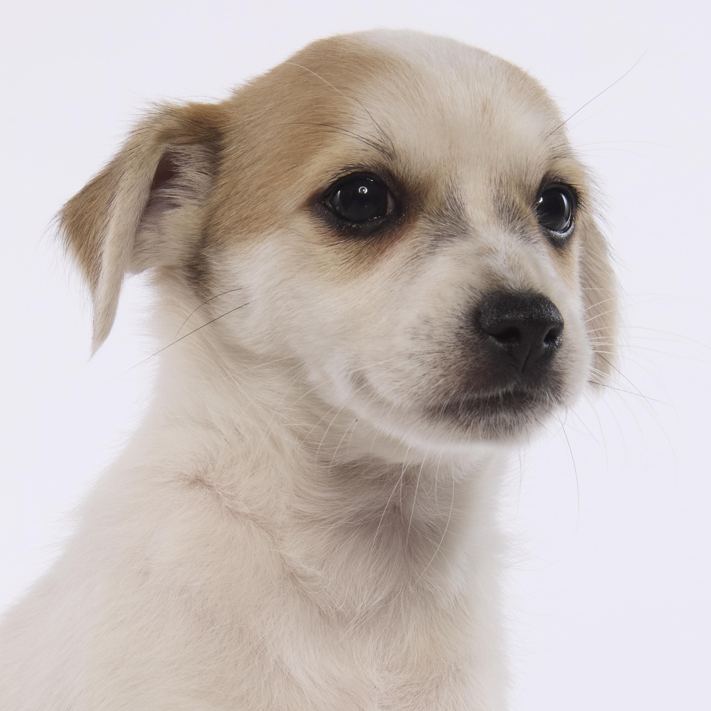 Enlarge Woody, a Adoptable mixed breed in Torrance, CA image 3/6