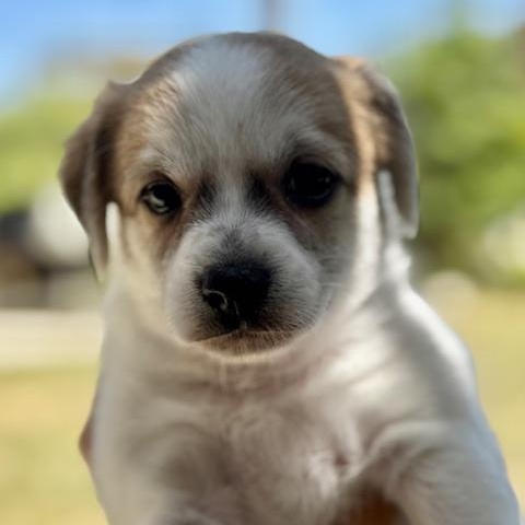 Enlarge Woody, a Adoptable mixed breed in Torrance, CA image 5/6