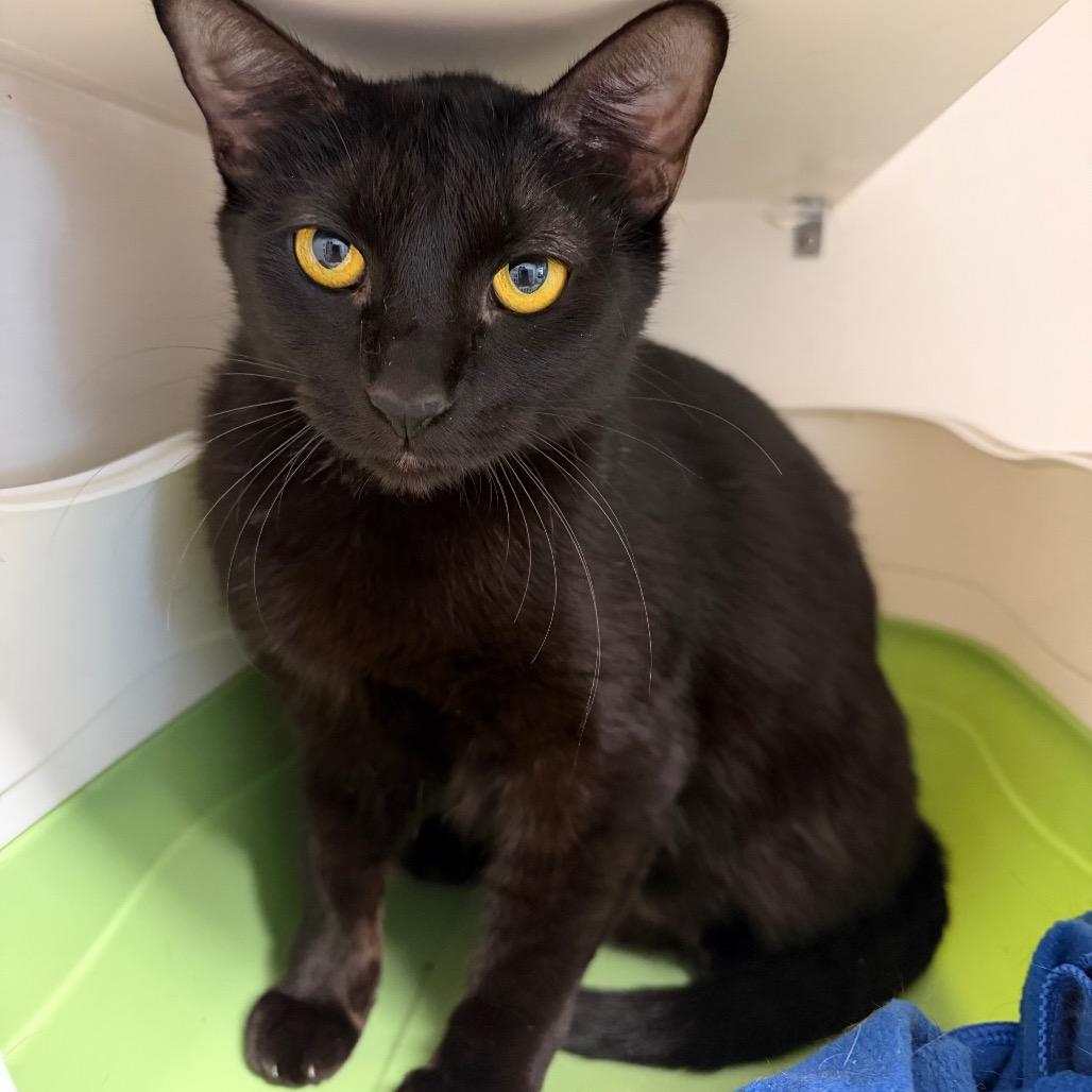 Luna, Adoptable, Young Female Domestic Short Hair.