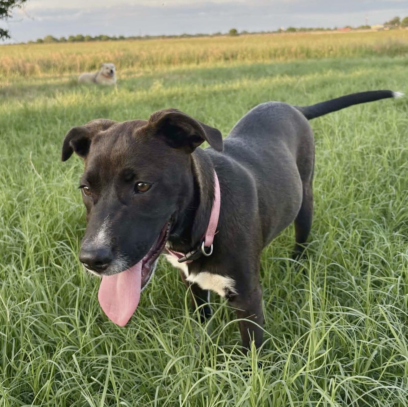 Enlarge Keeley, a Adoptable Border Collie in Indianapolis, IN image 5/6