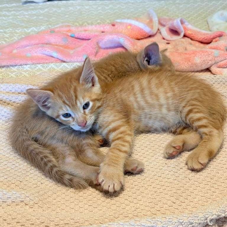 Remi and Lundi, Adopted, Kitten Male Domestic Short Hair.