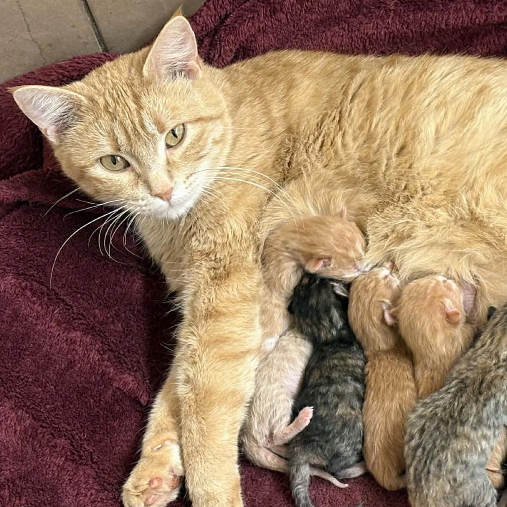 Enlarge Moocher, a Adoptable Domestic Short Hair in Tulsa, OK image 1/1