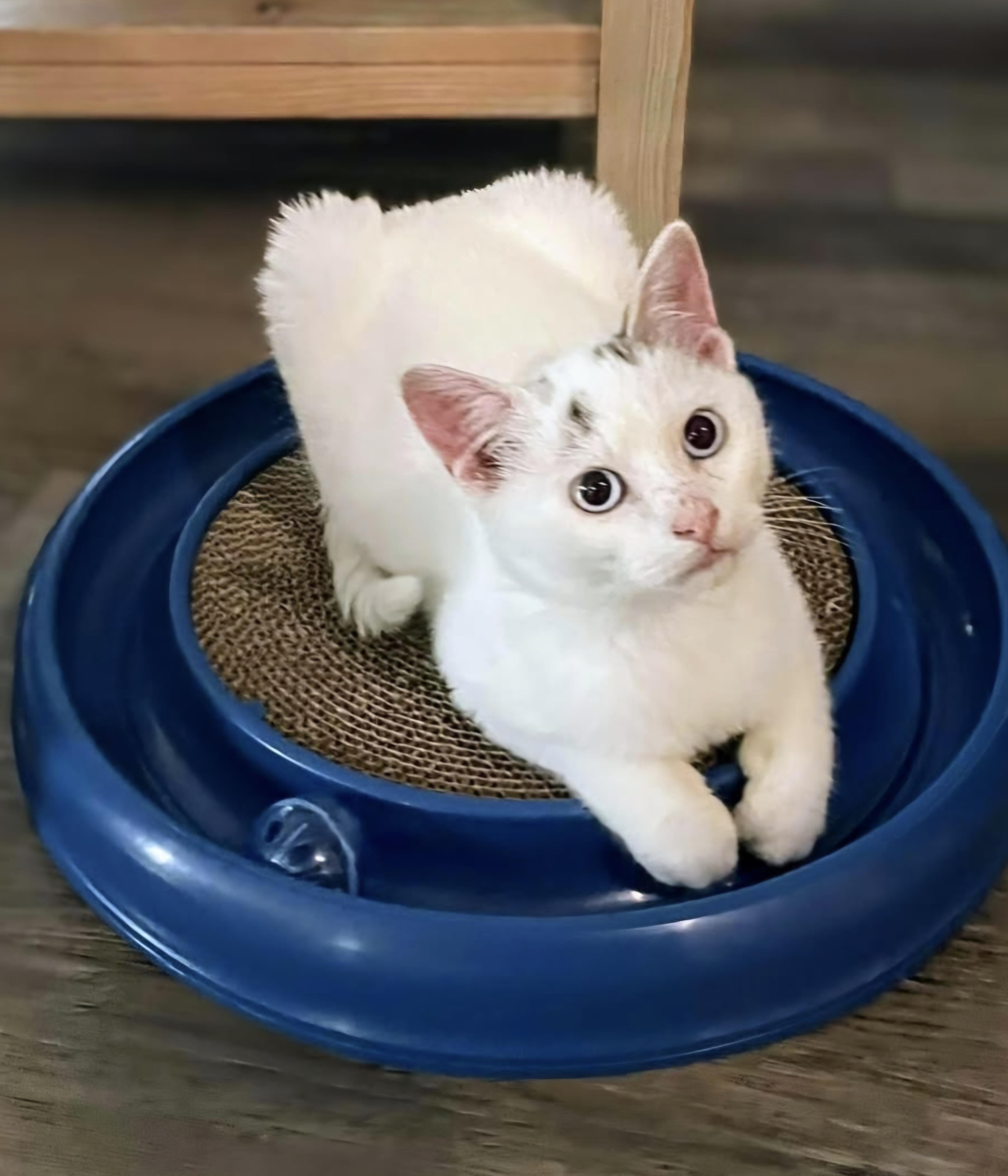 Nibbles, a ADOPTABLE Siamese in Winnipeg, MB image 3/6