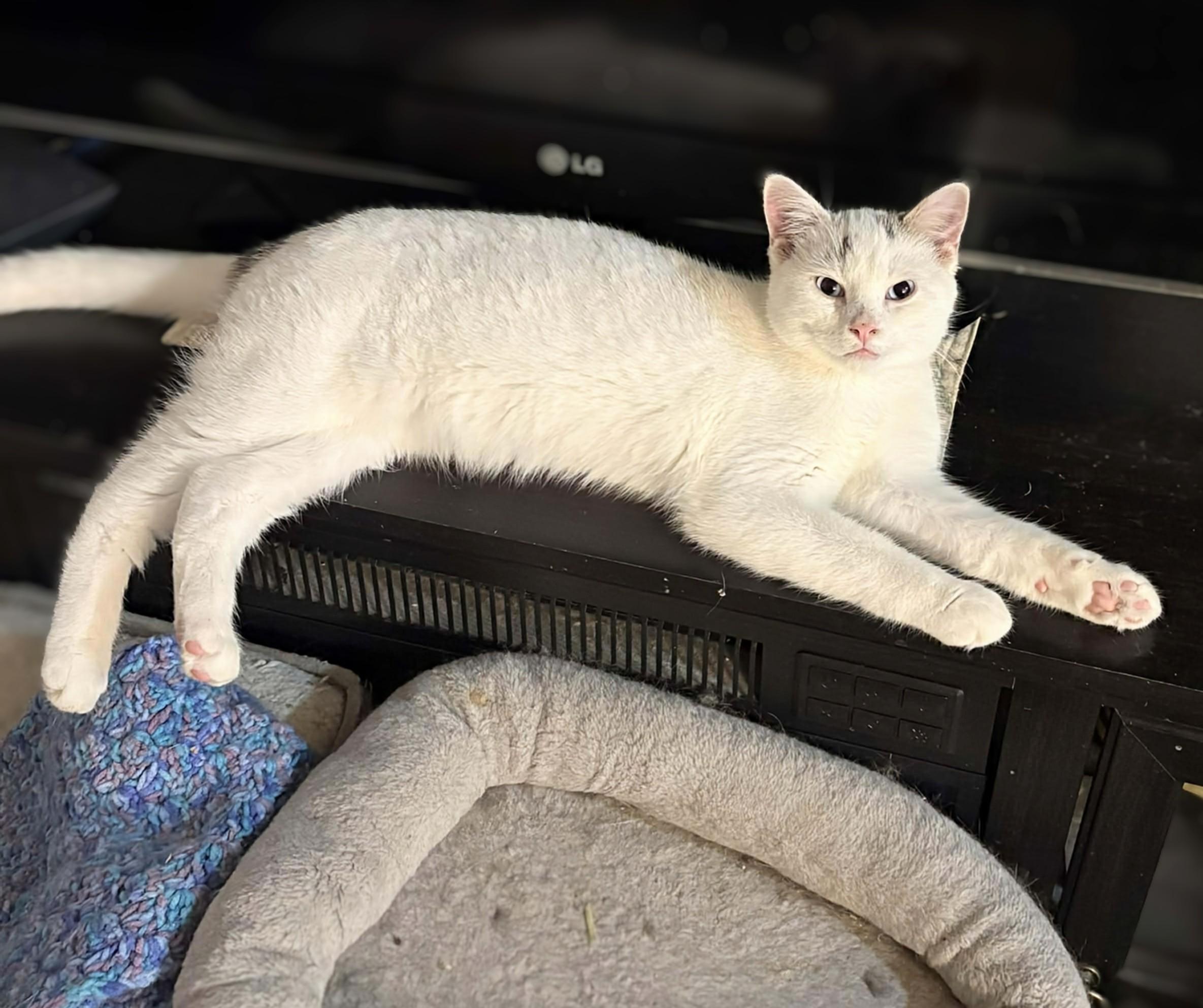 Nibbles, an adopted Siamese in Winnipeg, MB image 6/6