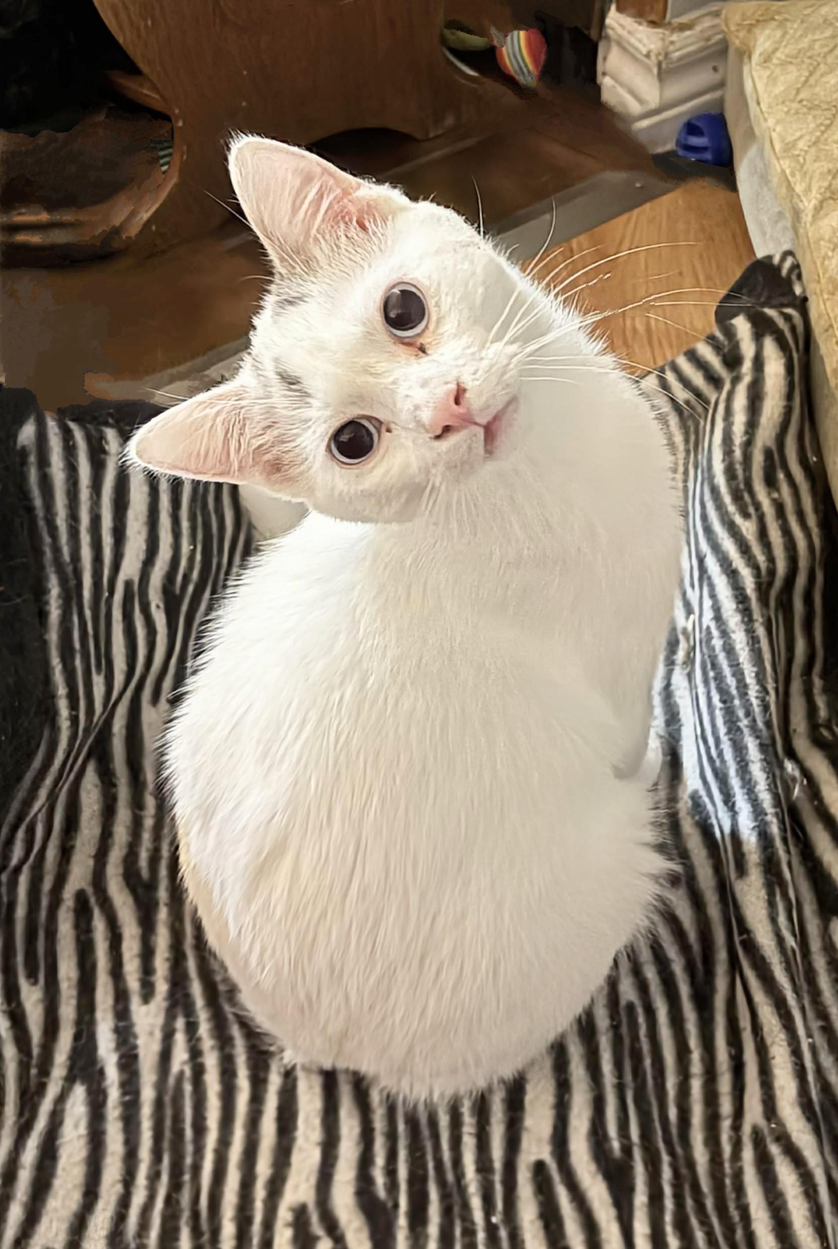 Nibbles, an adopted Siamese in Winnipeg, MB image 2/6