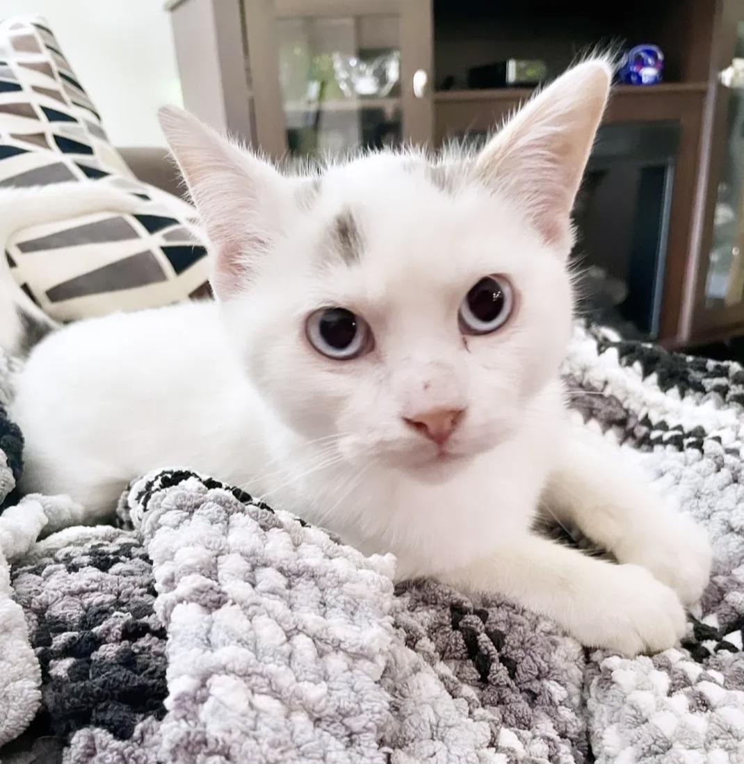 Nibbles, a ADOPTABLE Siamese in Winnipeg, MB image 4/6