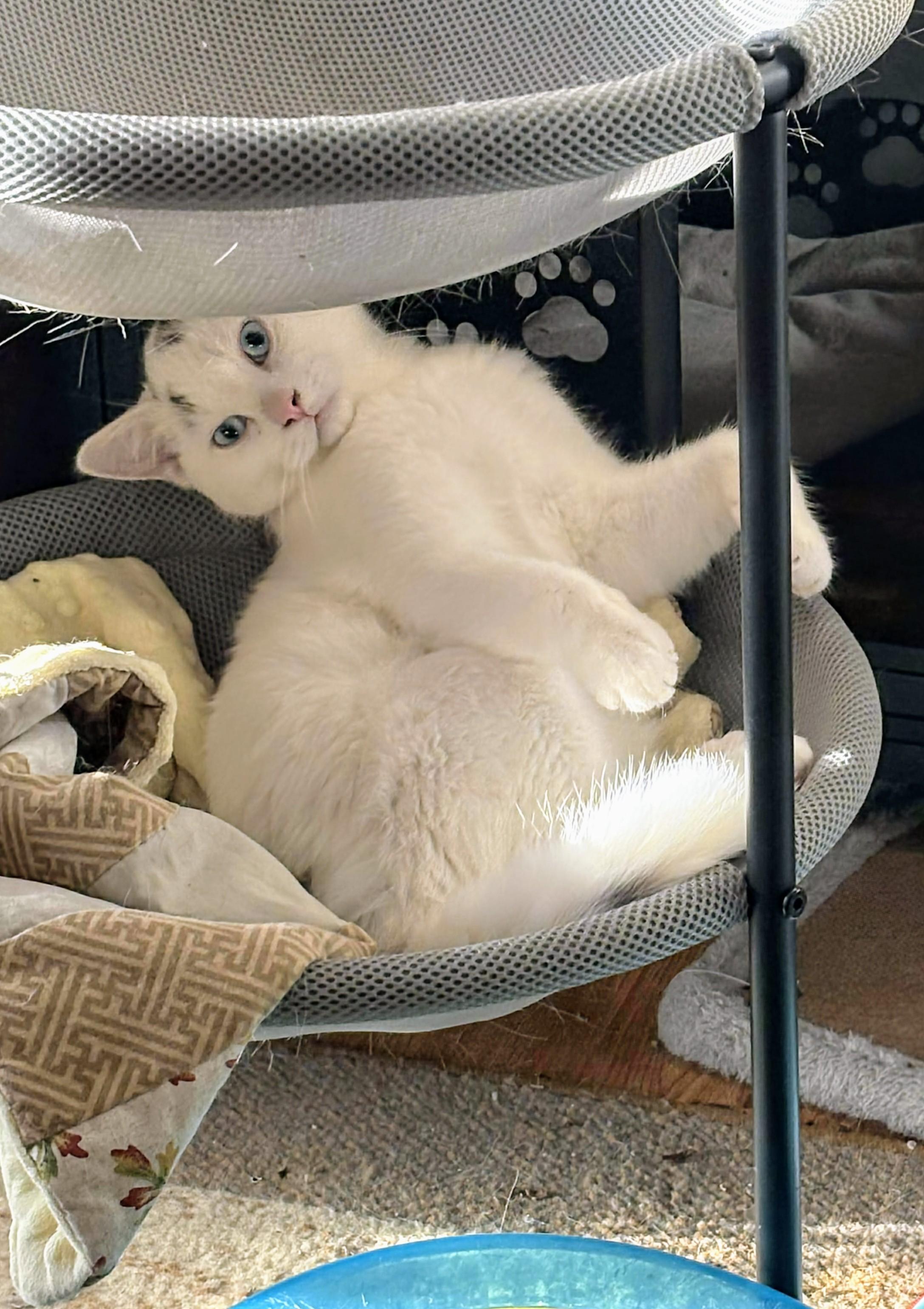 Nibbles, an adopted Siamese in Winnipeg, MB image 1/6