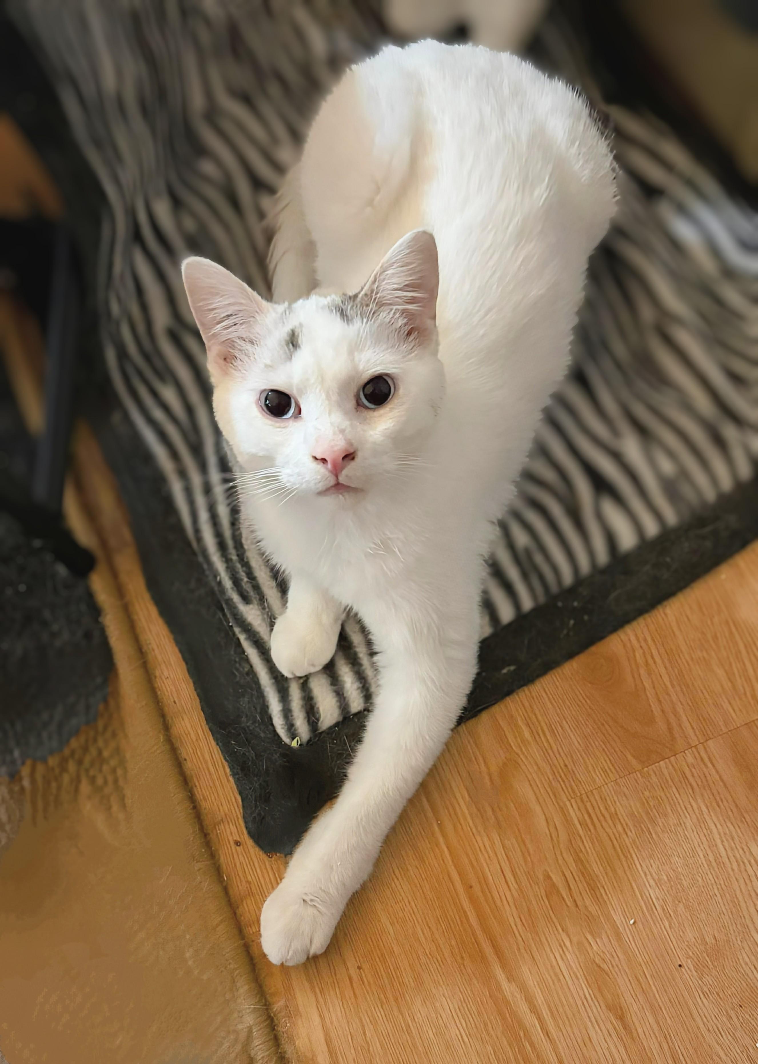 Nibbles, an adopted Siamese in Winnipeg, MB image 5/6