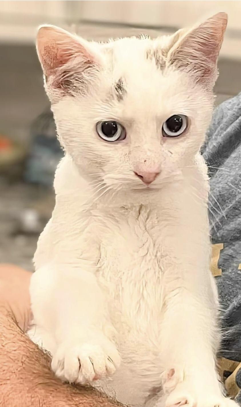 Nibbles, a ADOPTABLE Siamese in Winnipeg, MB image 1/6