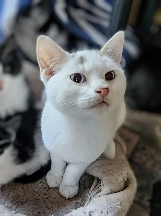 Nibbles, a ADOPTABLE Siamese in Winnipeg, MB image 5/6