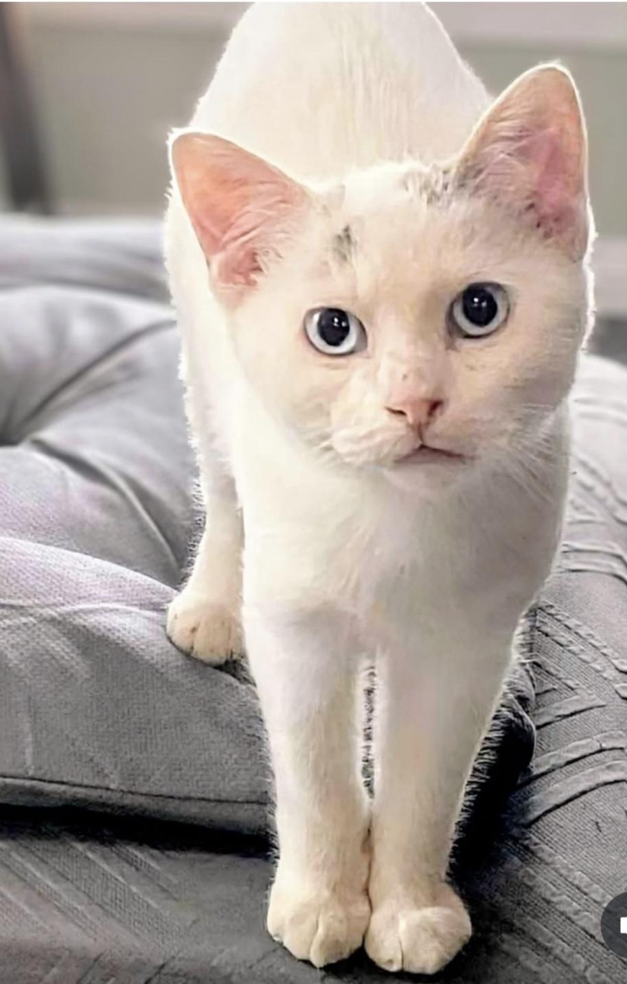 Nibbles, a ADOPTABLE Siamese in Winnipeg, MB image 2/6