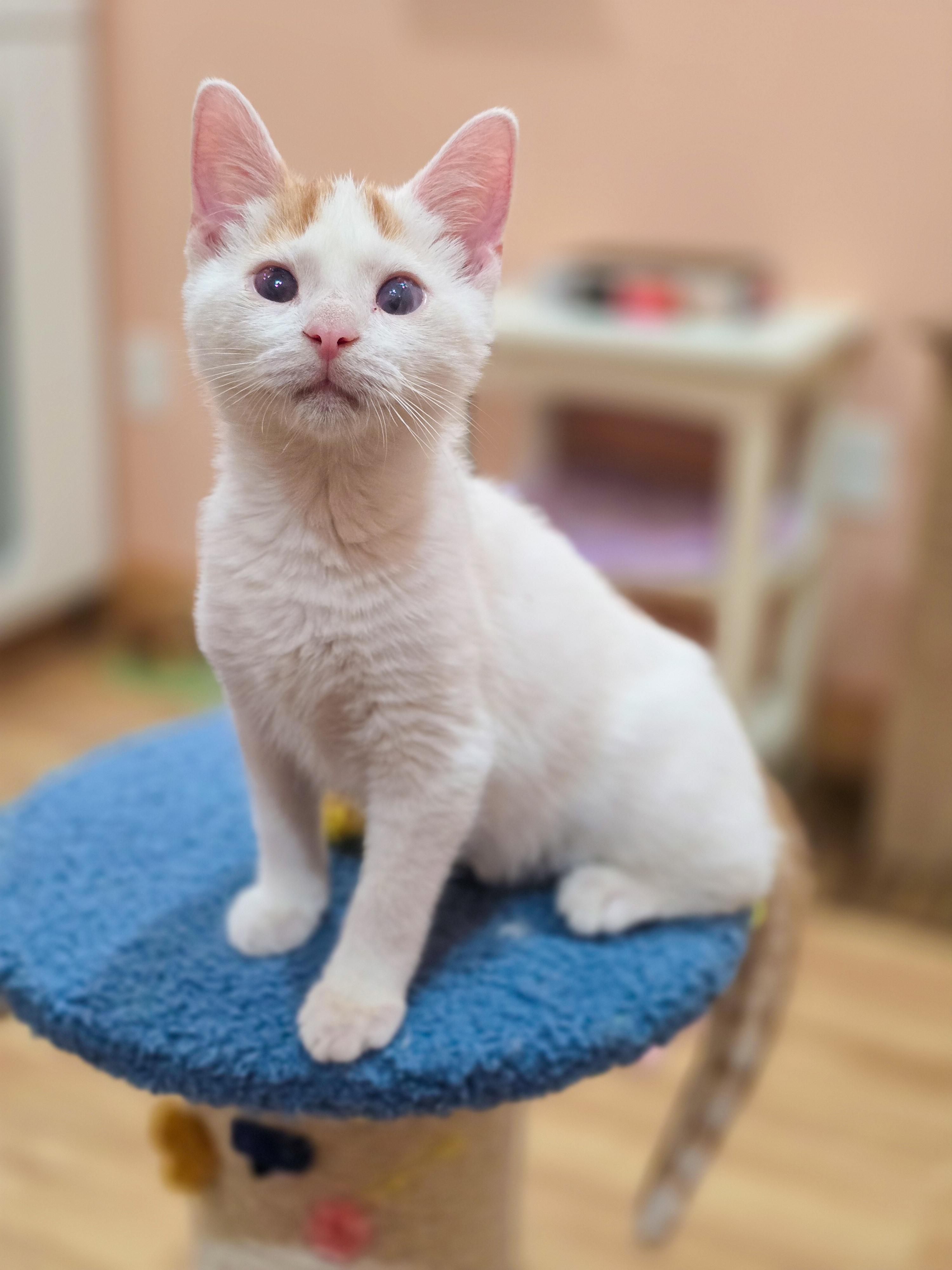 Ryland, an adopted Domestic Short Hair in Mullica Hill, NJ image 1/3
