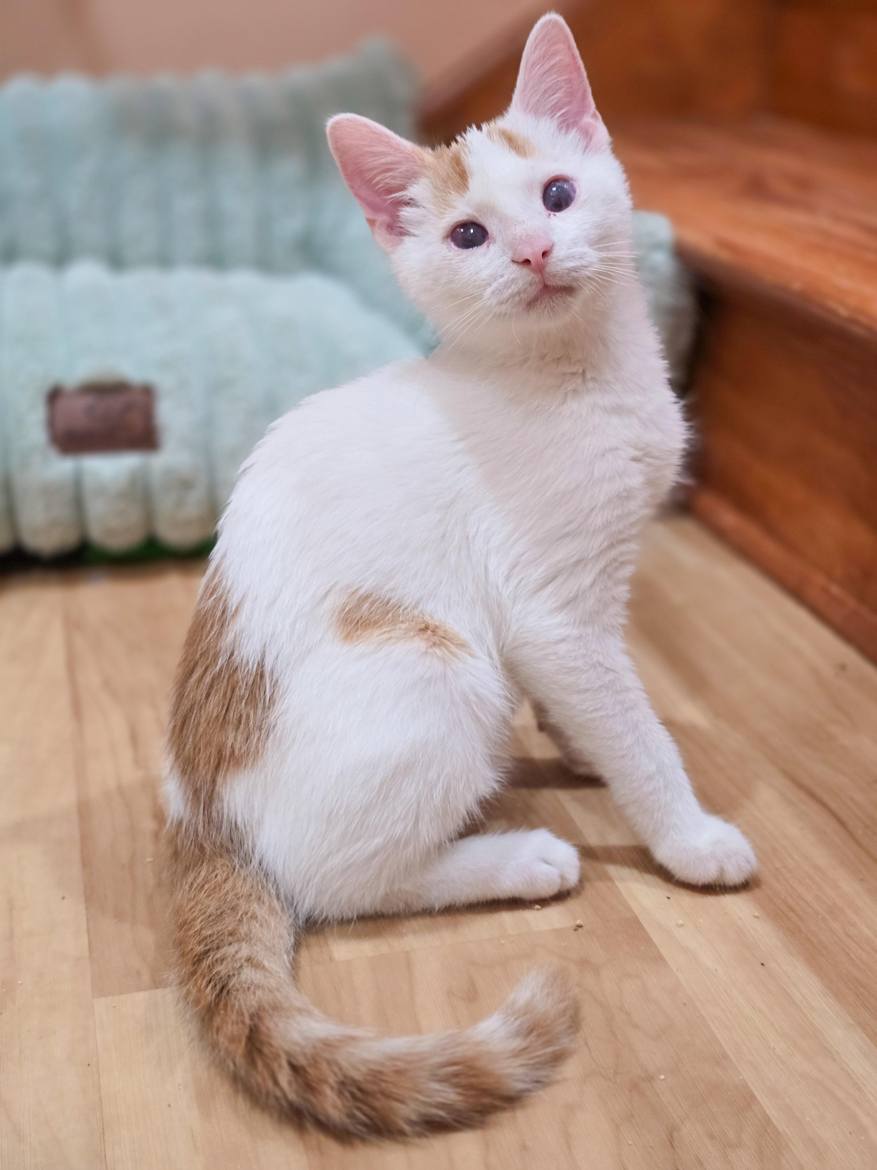 Ryland, an adopted Domestic Short Hair in Mullica Hill, NJ image 2/3