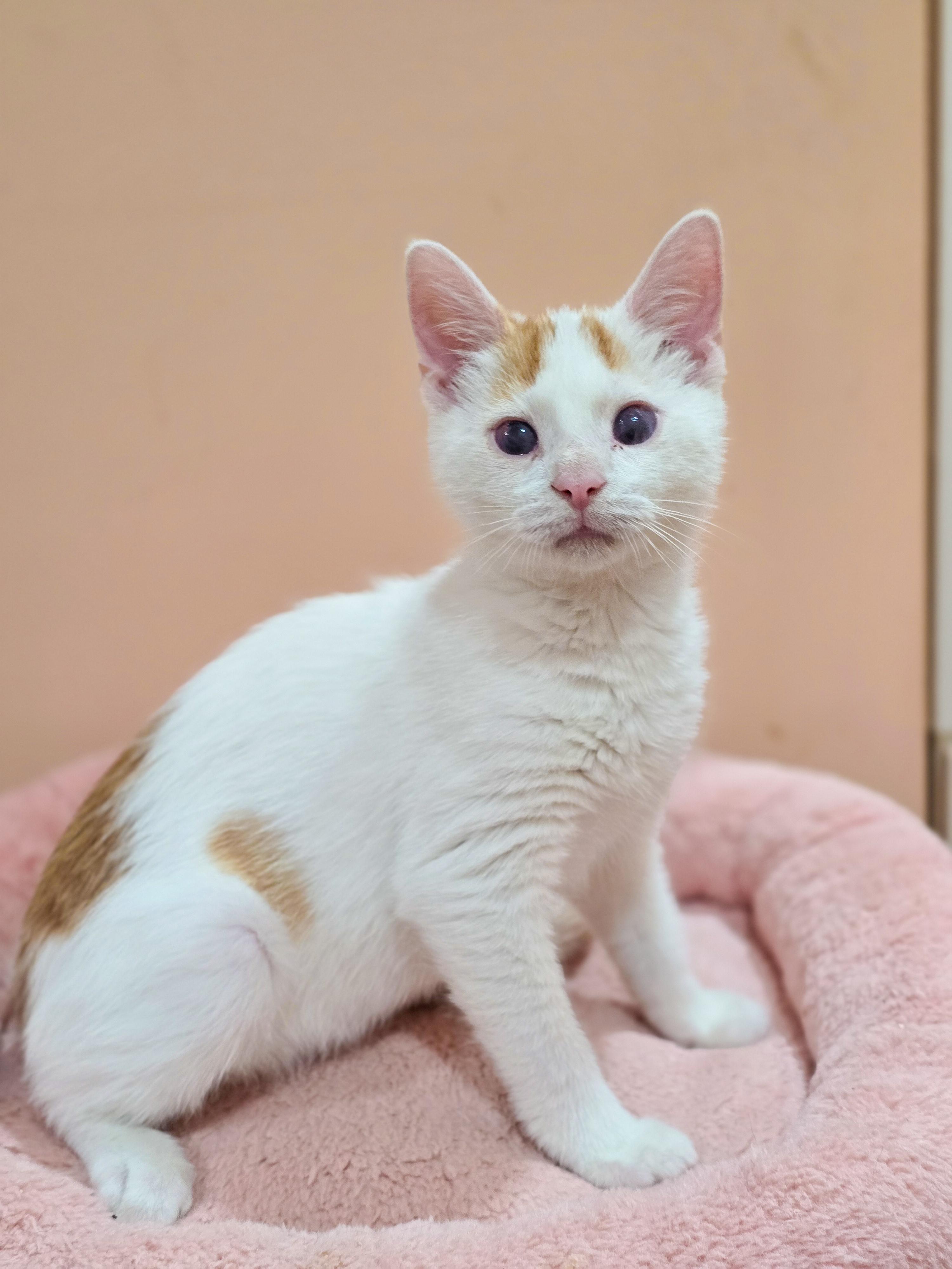 Ryland, an adopted Domestic Short Hair in Mullica Hill, NJ image 3/3