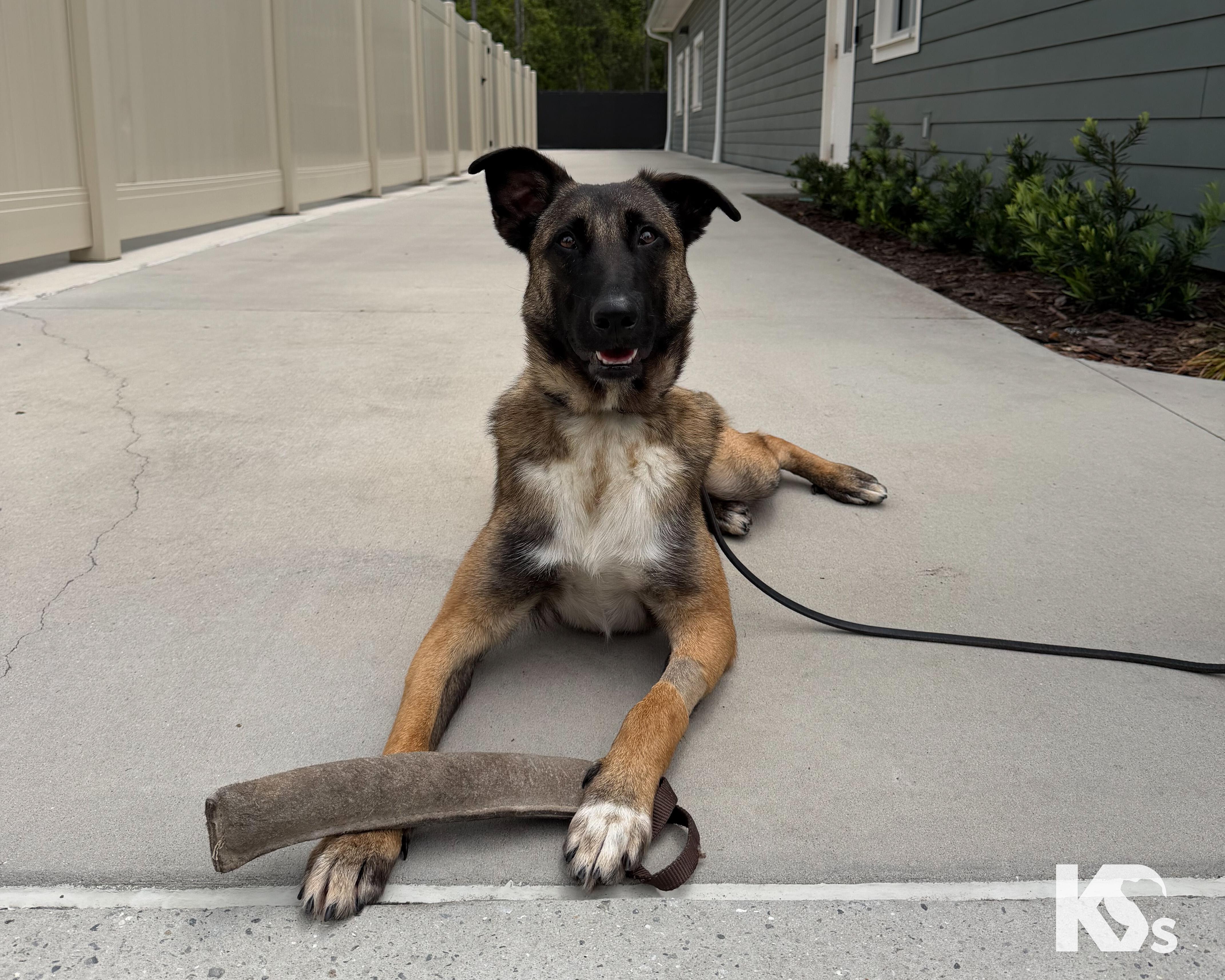 Enlarge Anchor, a Adoptable mixed breed in Ponte Vedra, FL image 5/6