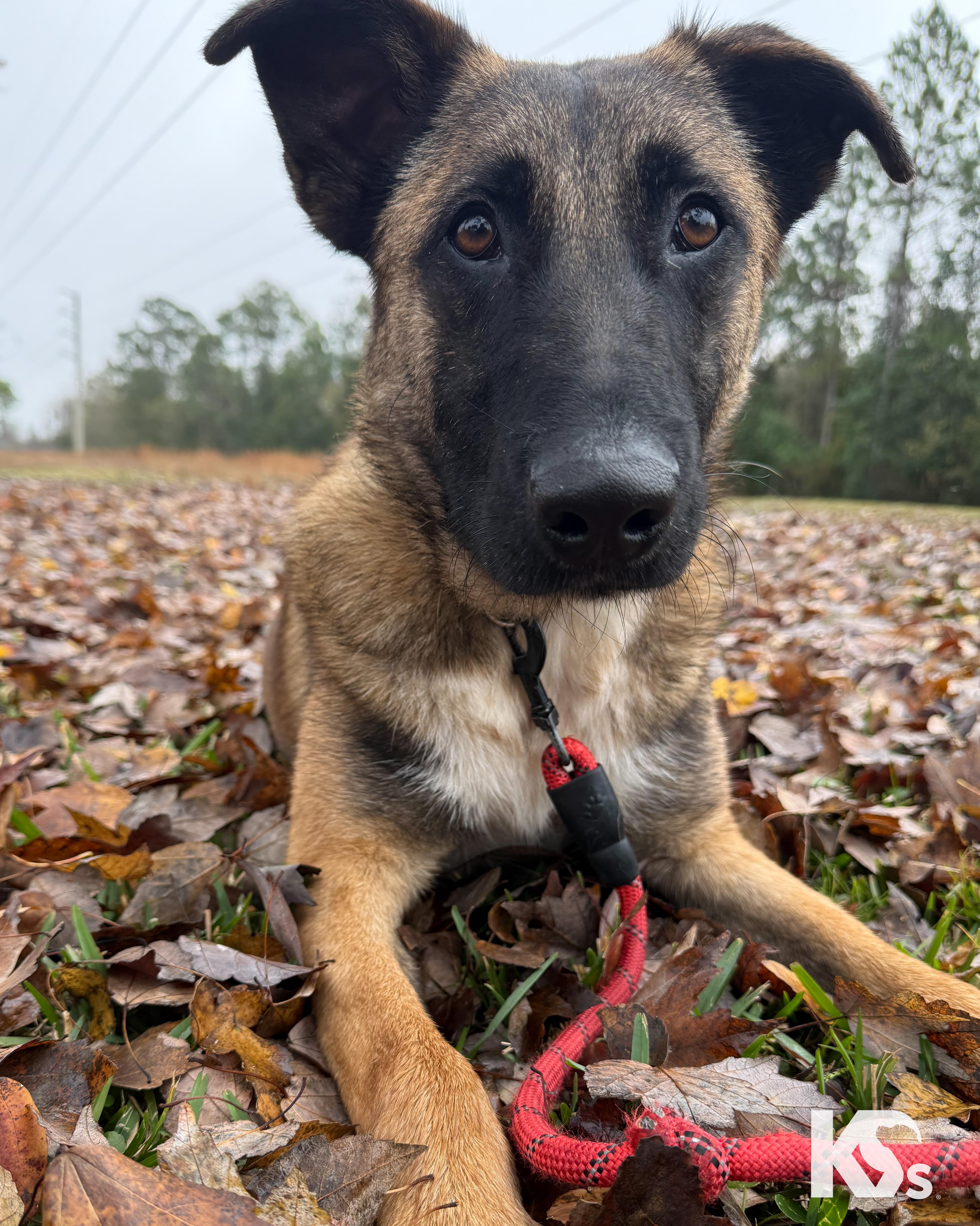 Enlarge Anchor, a Adoptable mixed breed in Ponte Vedra, FL image 1/6