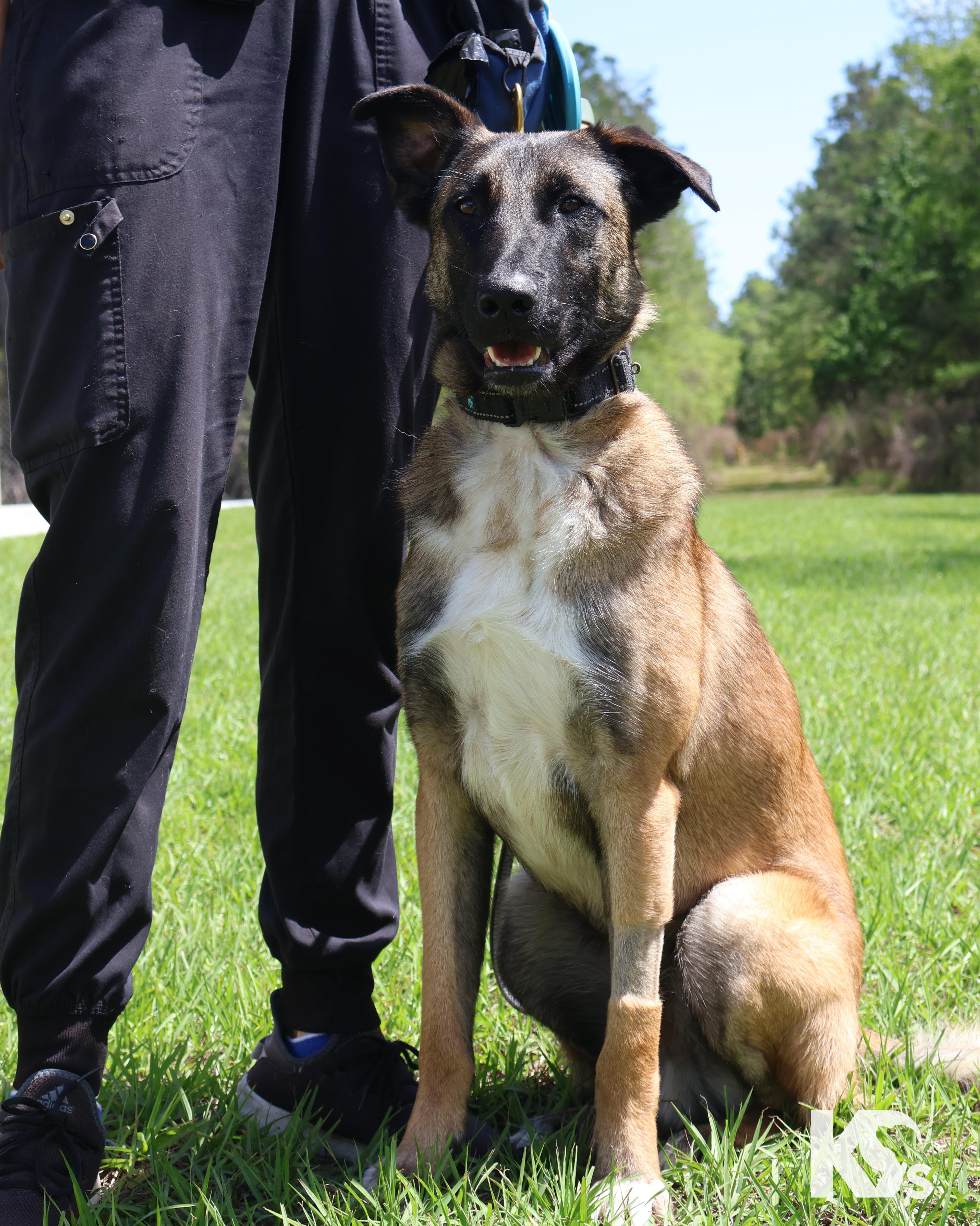 Enlarge Anchor, a Adoptable mixed breed in Ponte Vedra, FL image 5/6