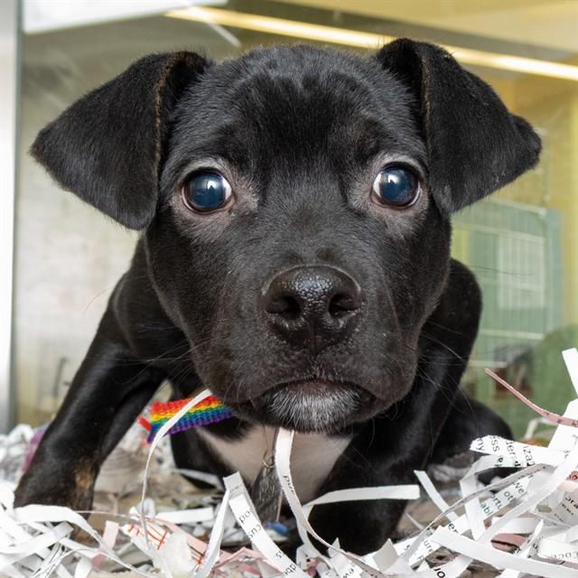 ASH, Adoptable, Puppy Male Labrador Retriever & Mixed Breed.