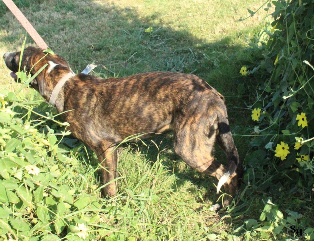 Enlarge Jessie, a Adoptable mixed breed in Kemp, TX image 1/4