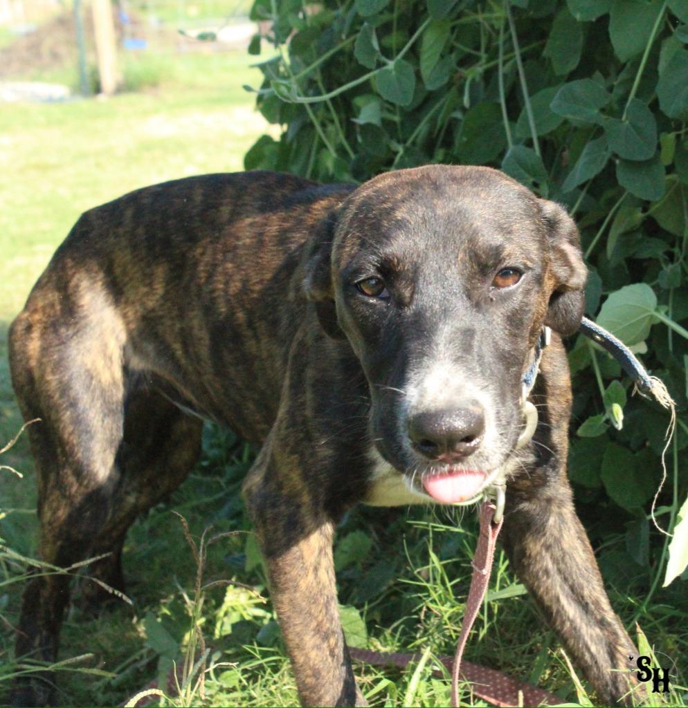 Enlarge Jessie, a Adoptable mixed breed in Kemp, TX image 2/4