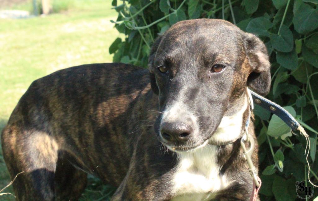 Enlarge Jessie, a Adoptable mixed breed in Kemp, TX image 3/4