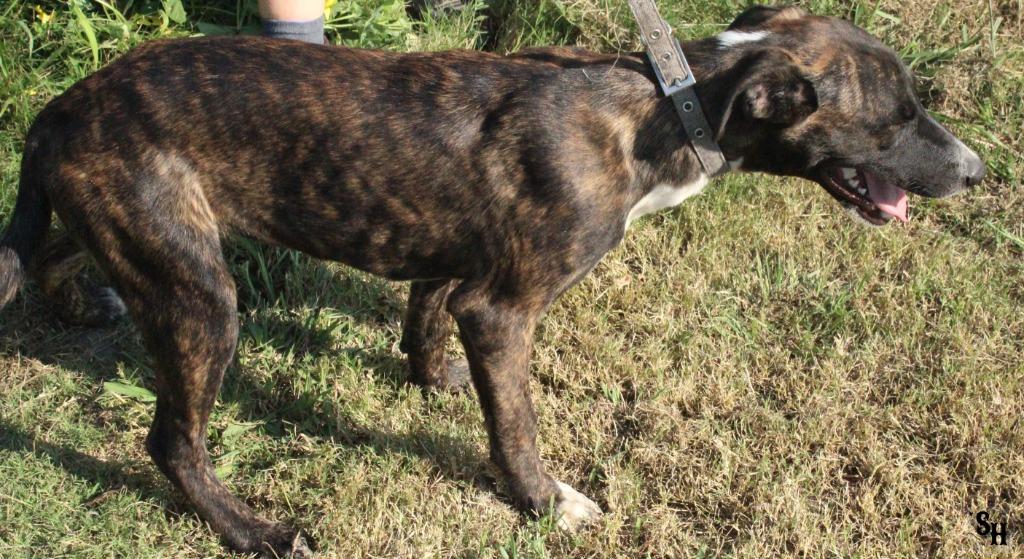 Enlarge Jessie, a Adoptable mixed breed in Kemp, TX image 3/4