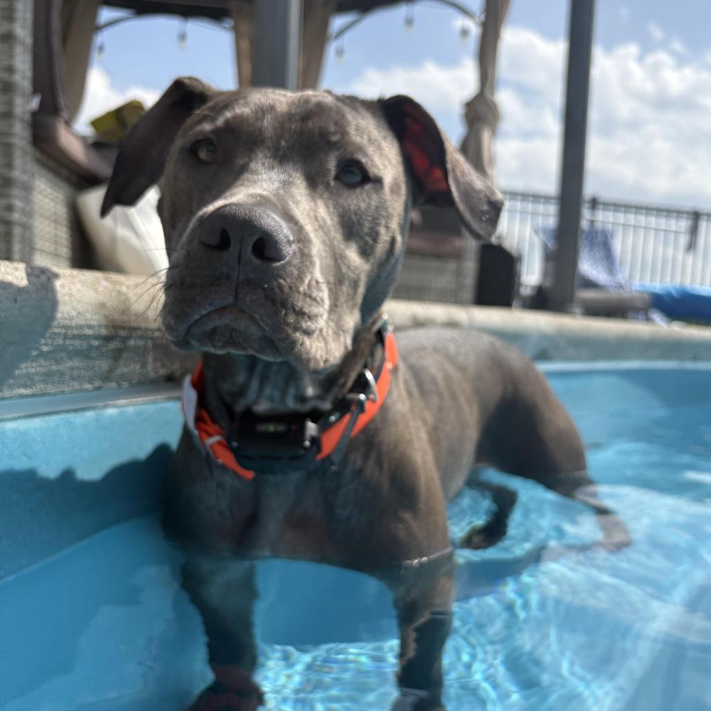 Coriander "Cori", a Adoptable Pit Bull Terrier in Attica, MI image 1/5