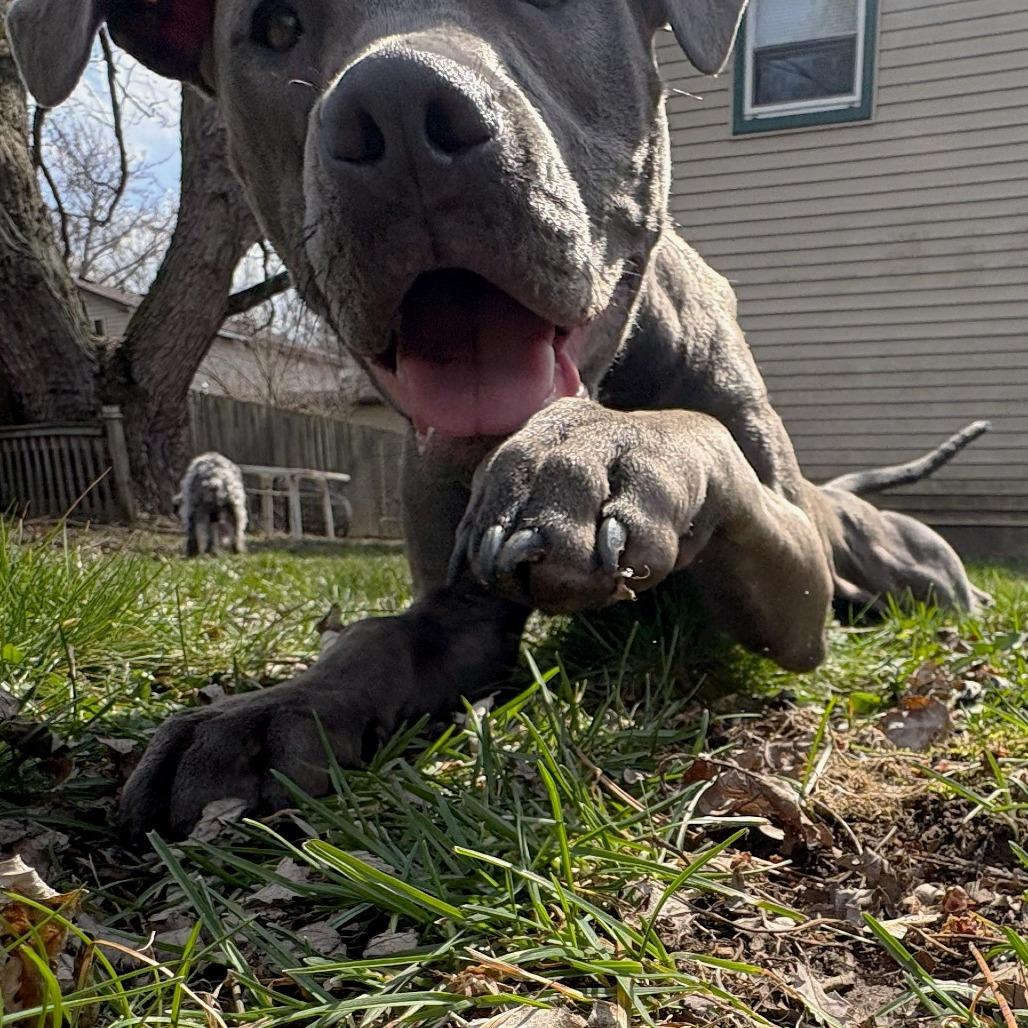 Coriander "Cori", a Adoptable Pit Bull Terrier in Attica, MI image 2/5