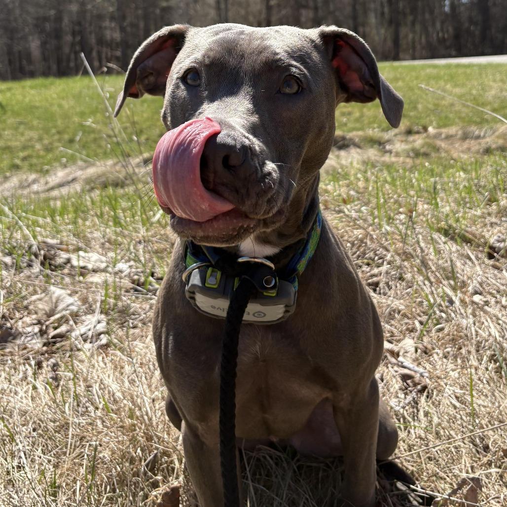 Coriander "Cori", a Adoptable Pit Bull Terrier in Attica, MI image 3/5