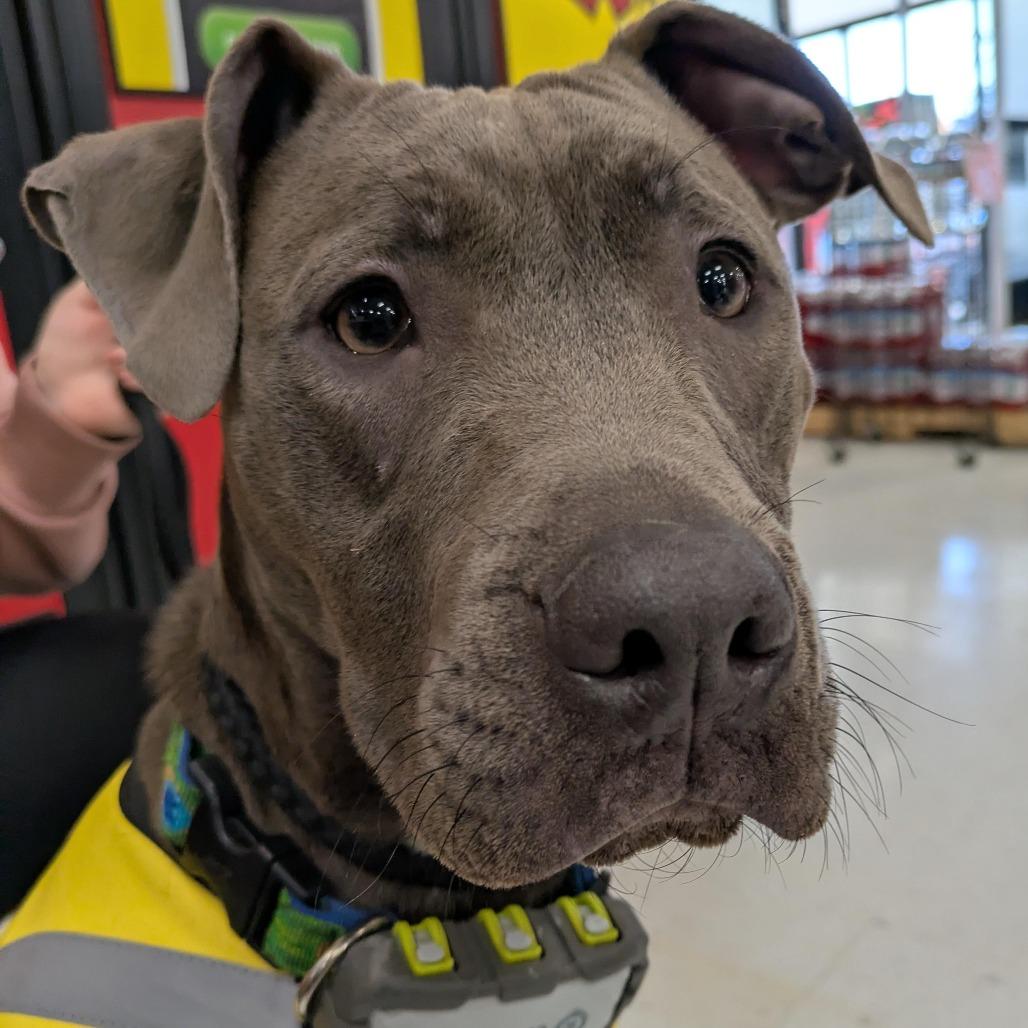 Coriander "Cori", a Adoptable Pit Bull Terrier in Attica, MI image 4/5